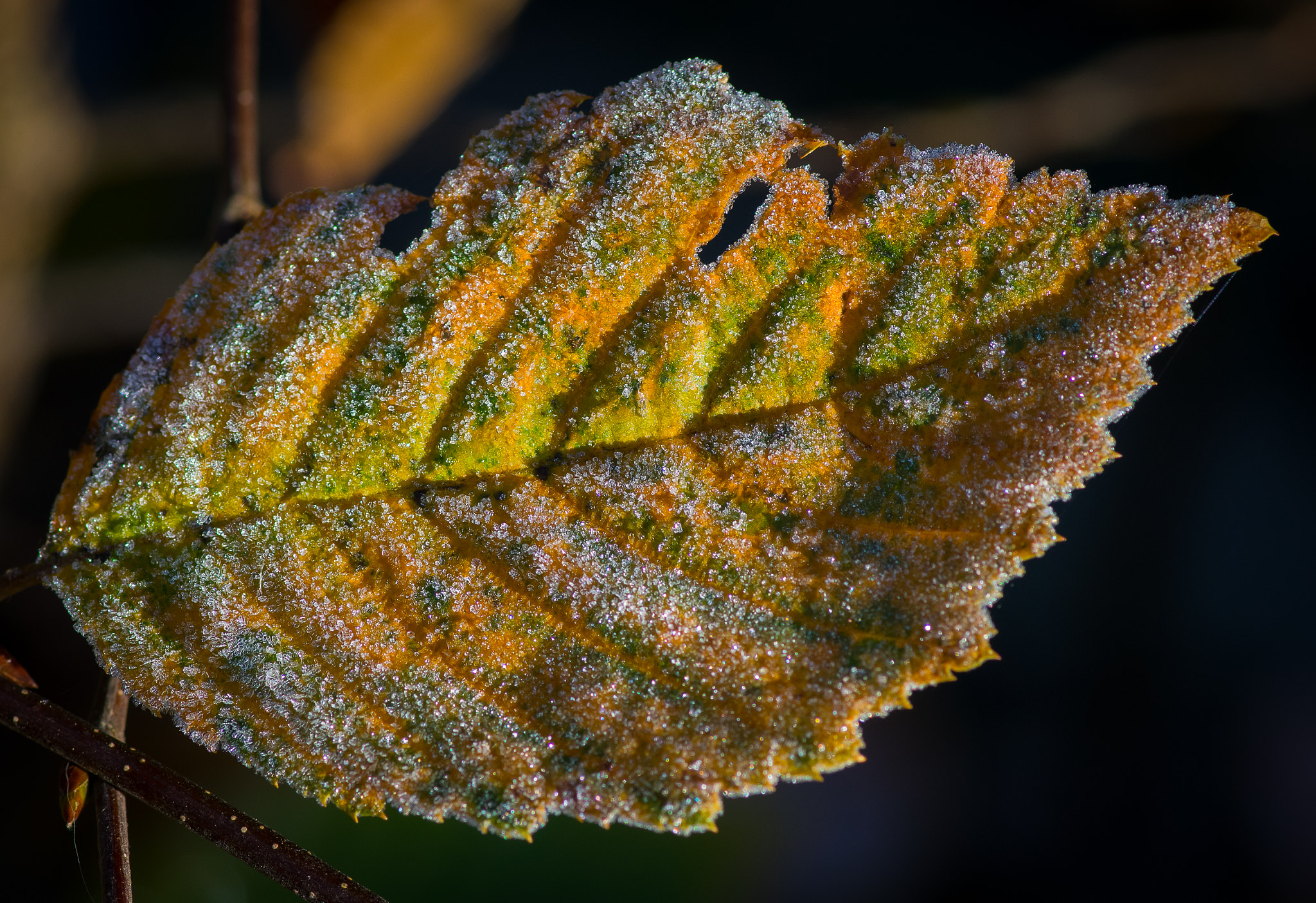 Pentax smc D-FA 100mm F2.8 Macro WR sample photo. Frosty leaf 1 photography