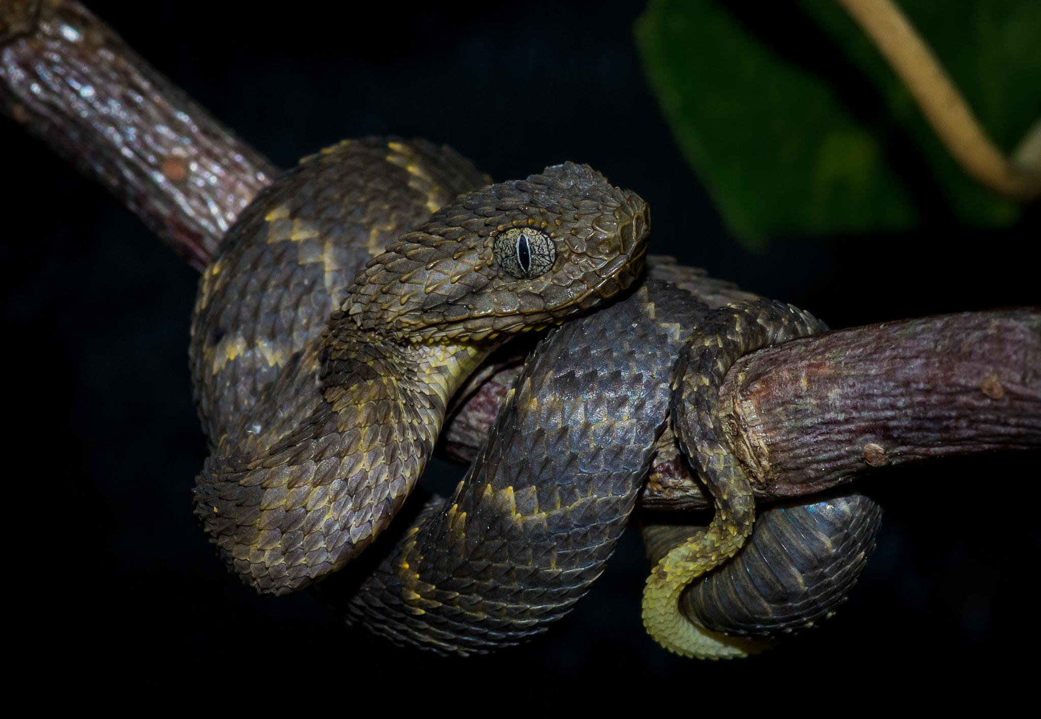 Pentax smc D-FA 100mm F2.8 Macro WR sample photo. Atheris squamigera photography