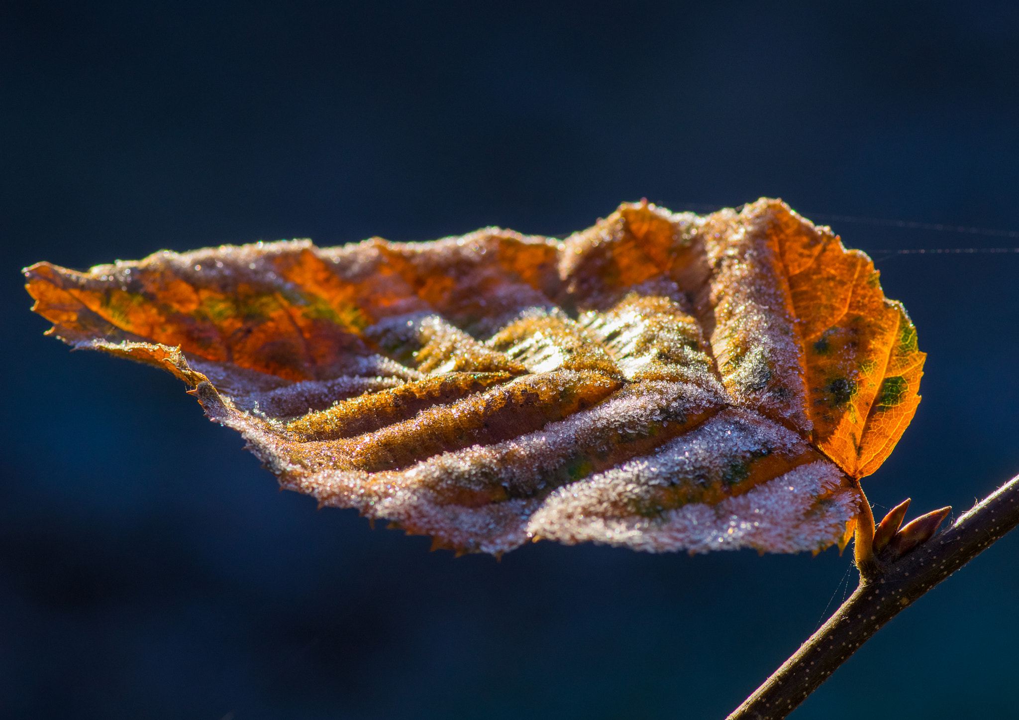 Pentax smc D-FA 100mm F2.8 Macro WR sample photo. Frosty leaf 2 photography