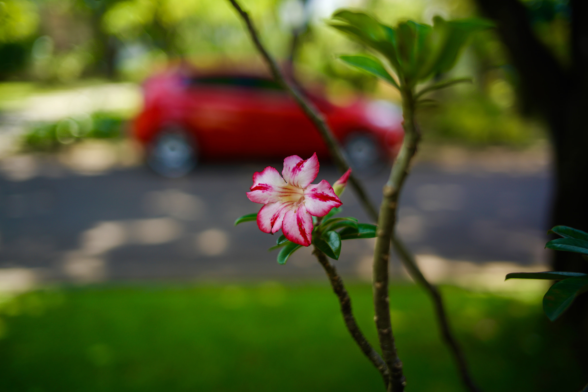 DT 40mm F2.8 SAM sample photo. The red photography