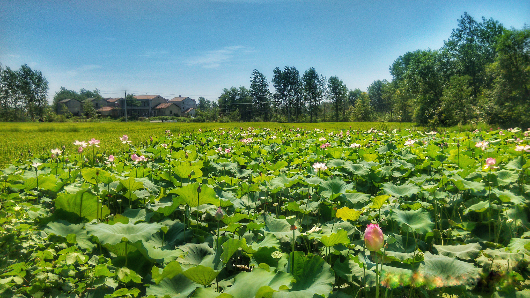 Xiaomi MI3 sample photo
