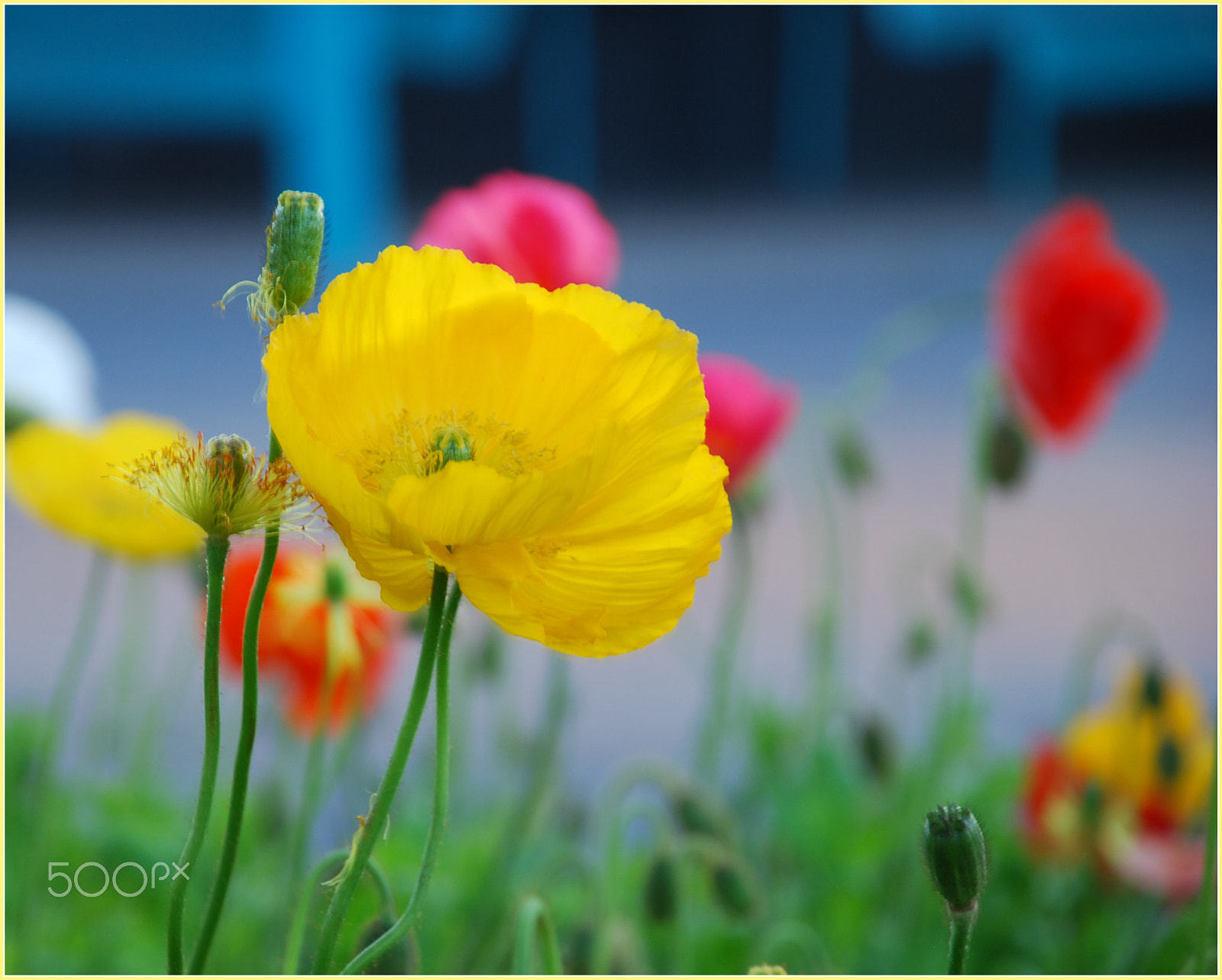 Nikon D40X sample photo. Poppies photography