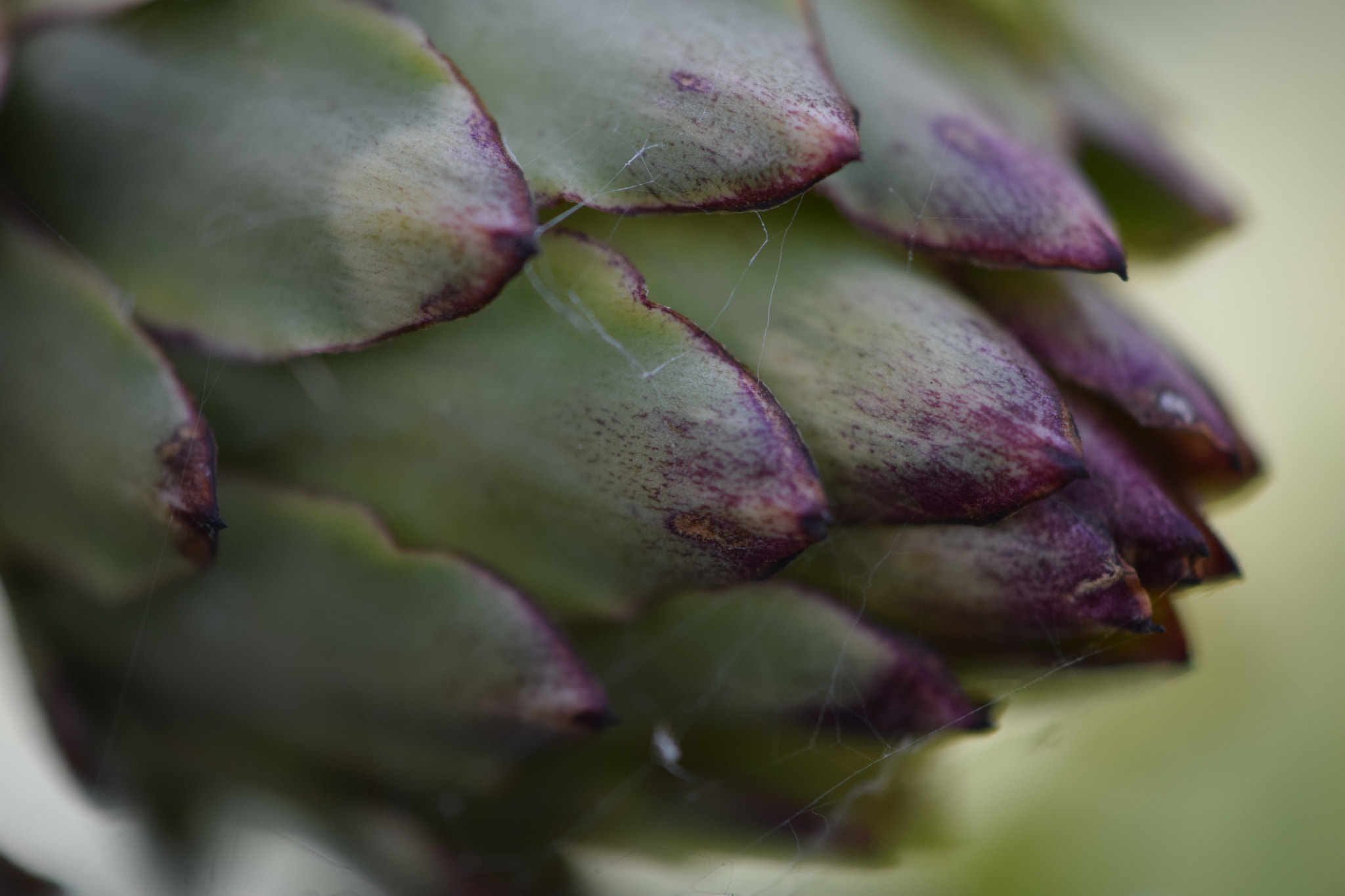Nikon AF-S DX Micro-Nikkor 85mm F3.5G ED VR sample photo. Artichoke photography
