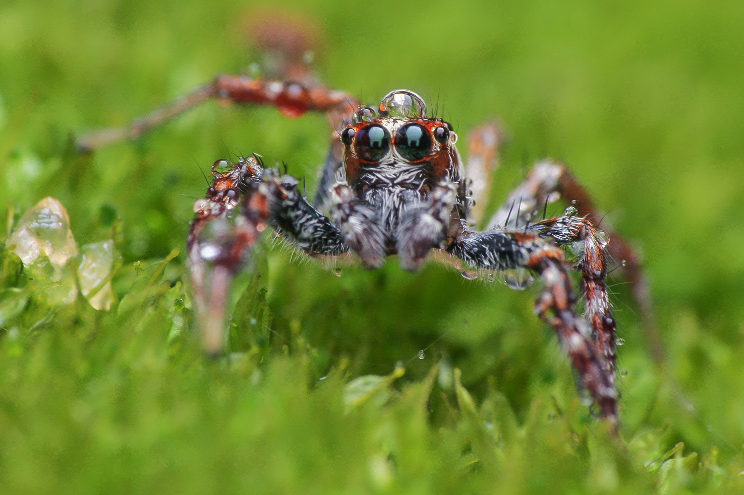 Canon EOS 40D + Canon EF-S 55-250mm F4-5.6 IS sample photo. Jumping spider photography
