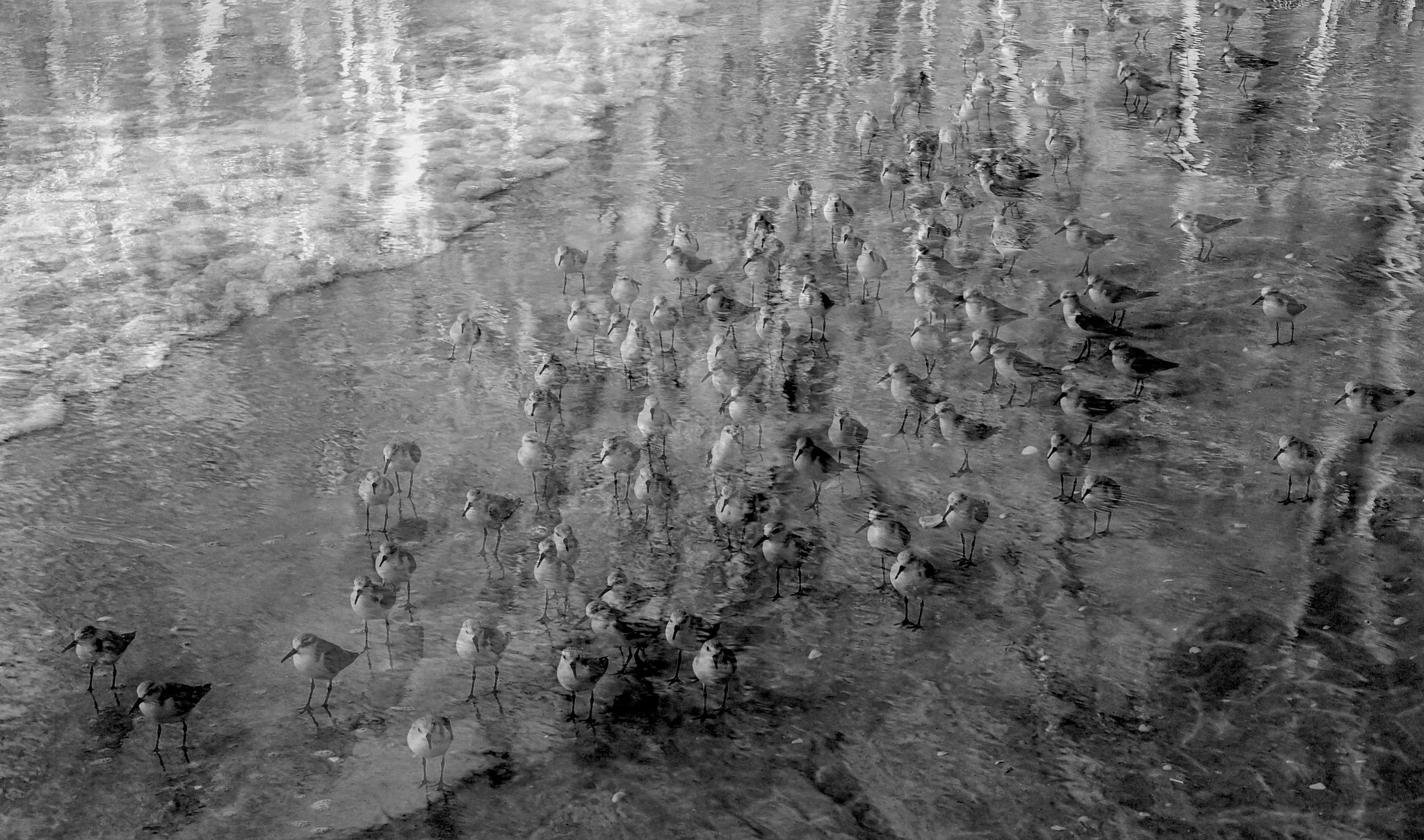 Olympus TG-1 sample photo. Shorebirds gathering photography