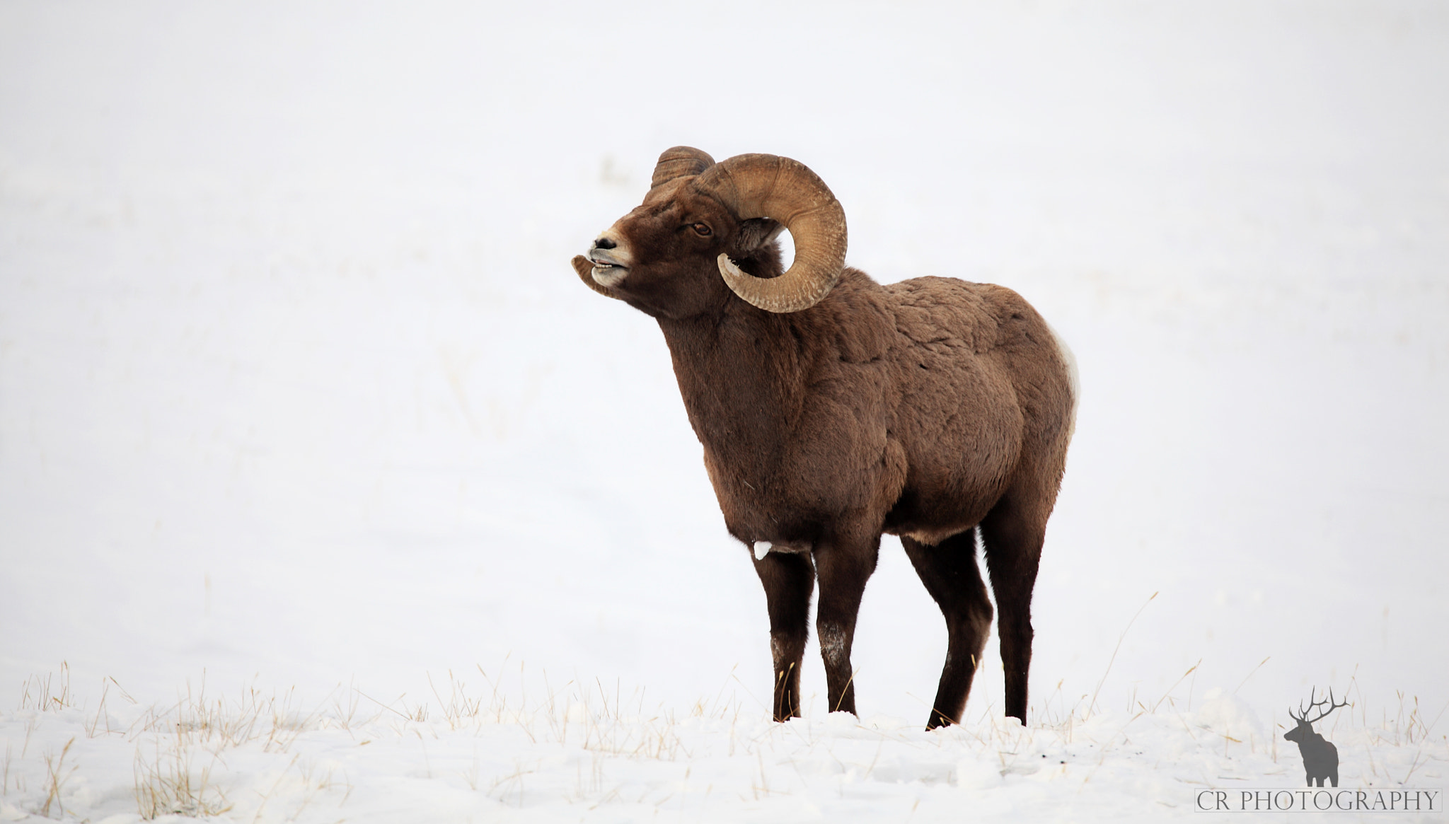 Tamron SP 150-600mm F5-6.3 Di VC USD sample photo. Bighorn ram - gardiner, mt photography