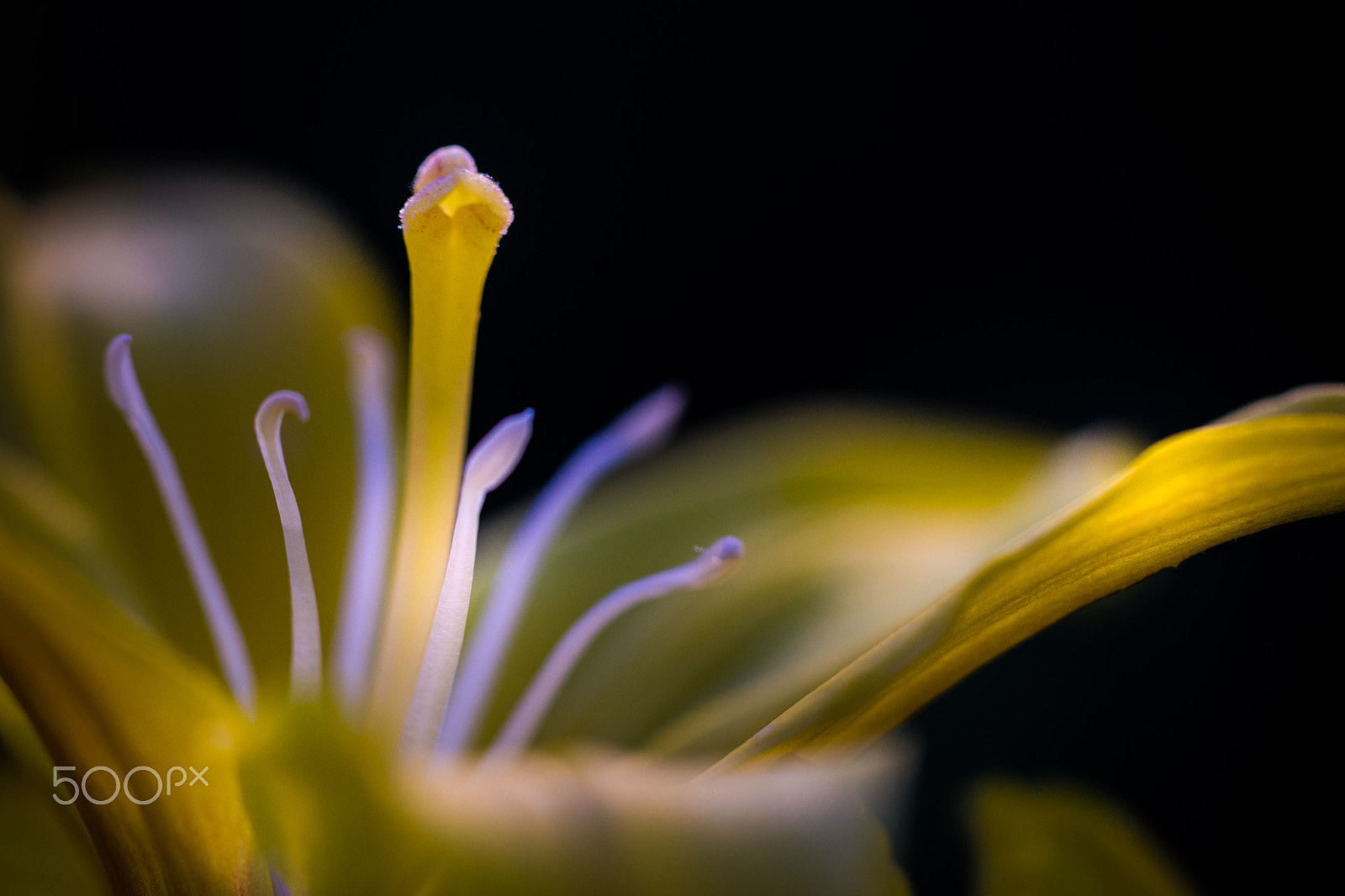 Sony a99 II + Sony 100mm F2.8 Macro sample photo. Lily photography