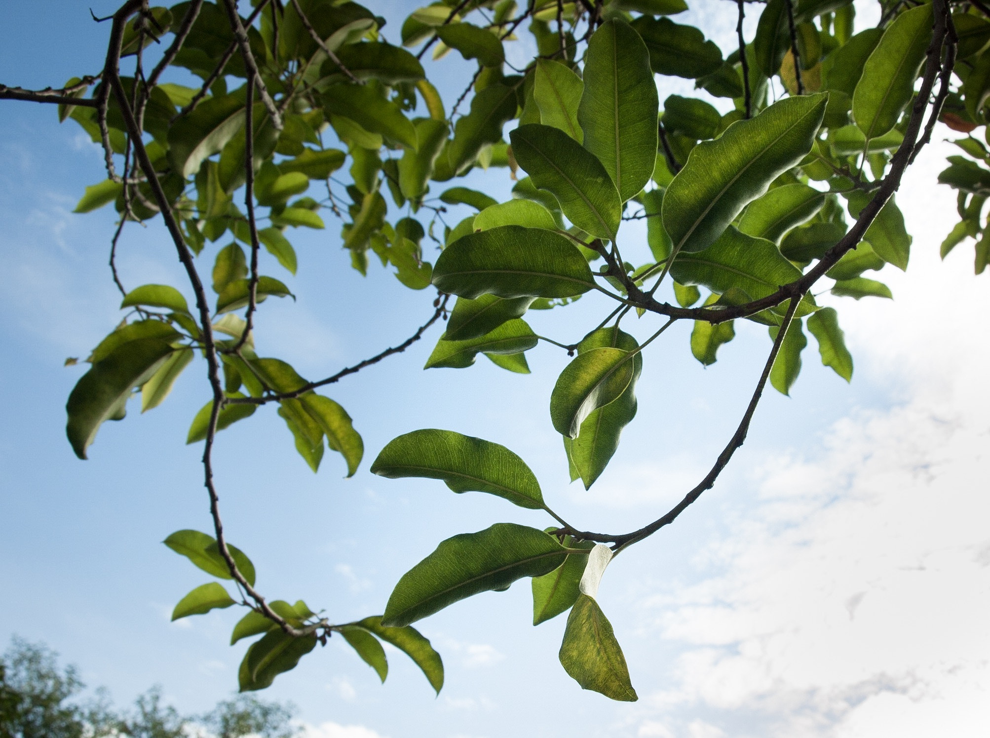 Olympus E-520 (EVOLT E-520) + OLYMPUS 14-42mm Lens sample photo. Seeing leaves in a new light photography