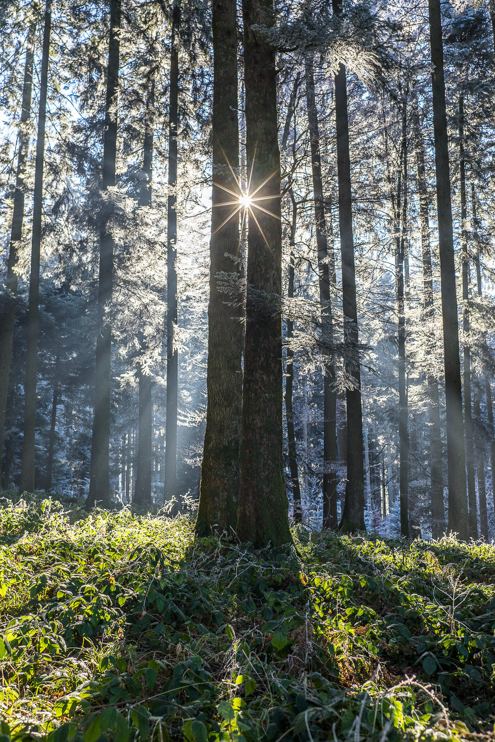 E 35mm F2 sample photo. Forest starlight photography