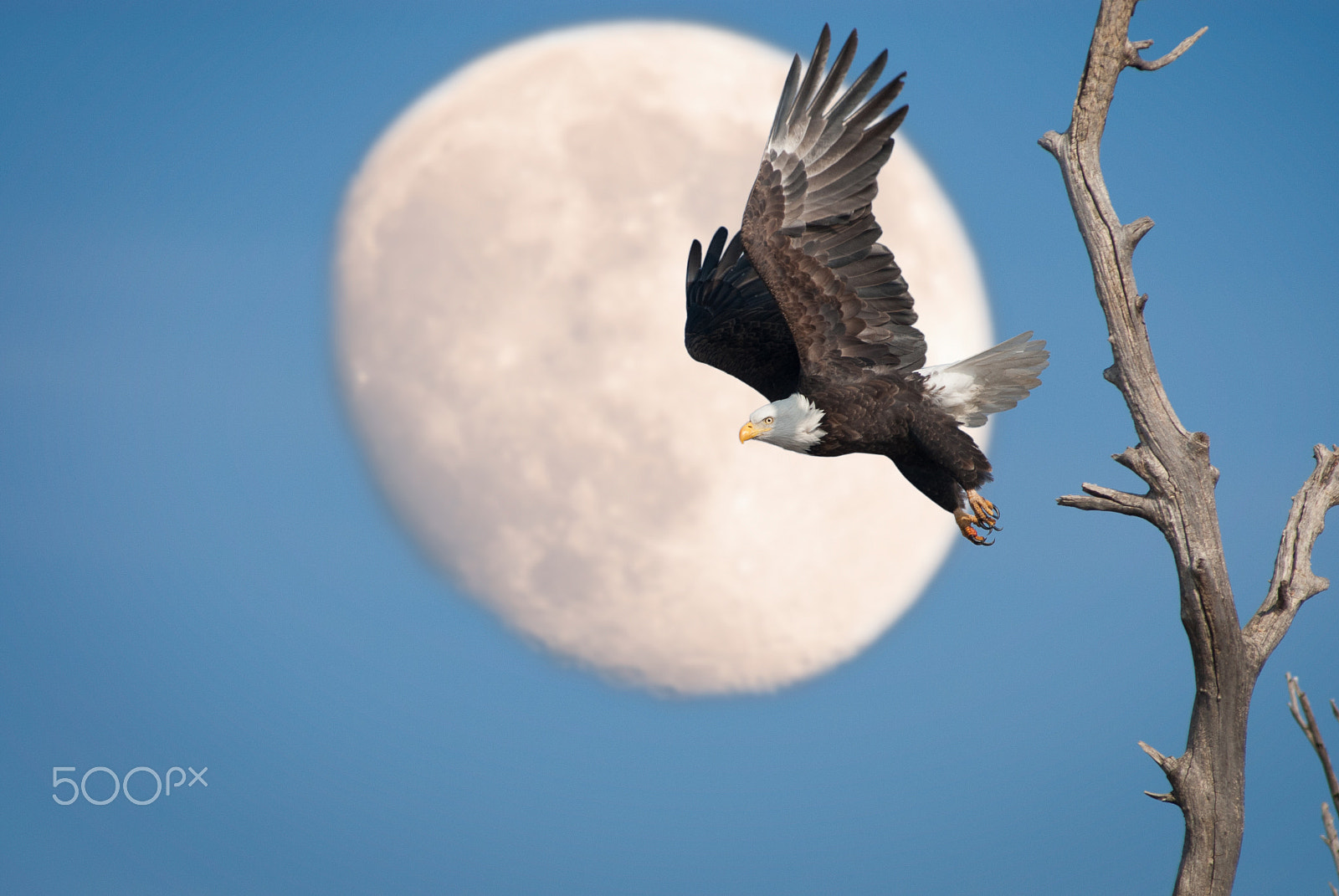 Nikon AF-Nikkor 80-200mm F2.8D ED sample photo. Over the moon photography