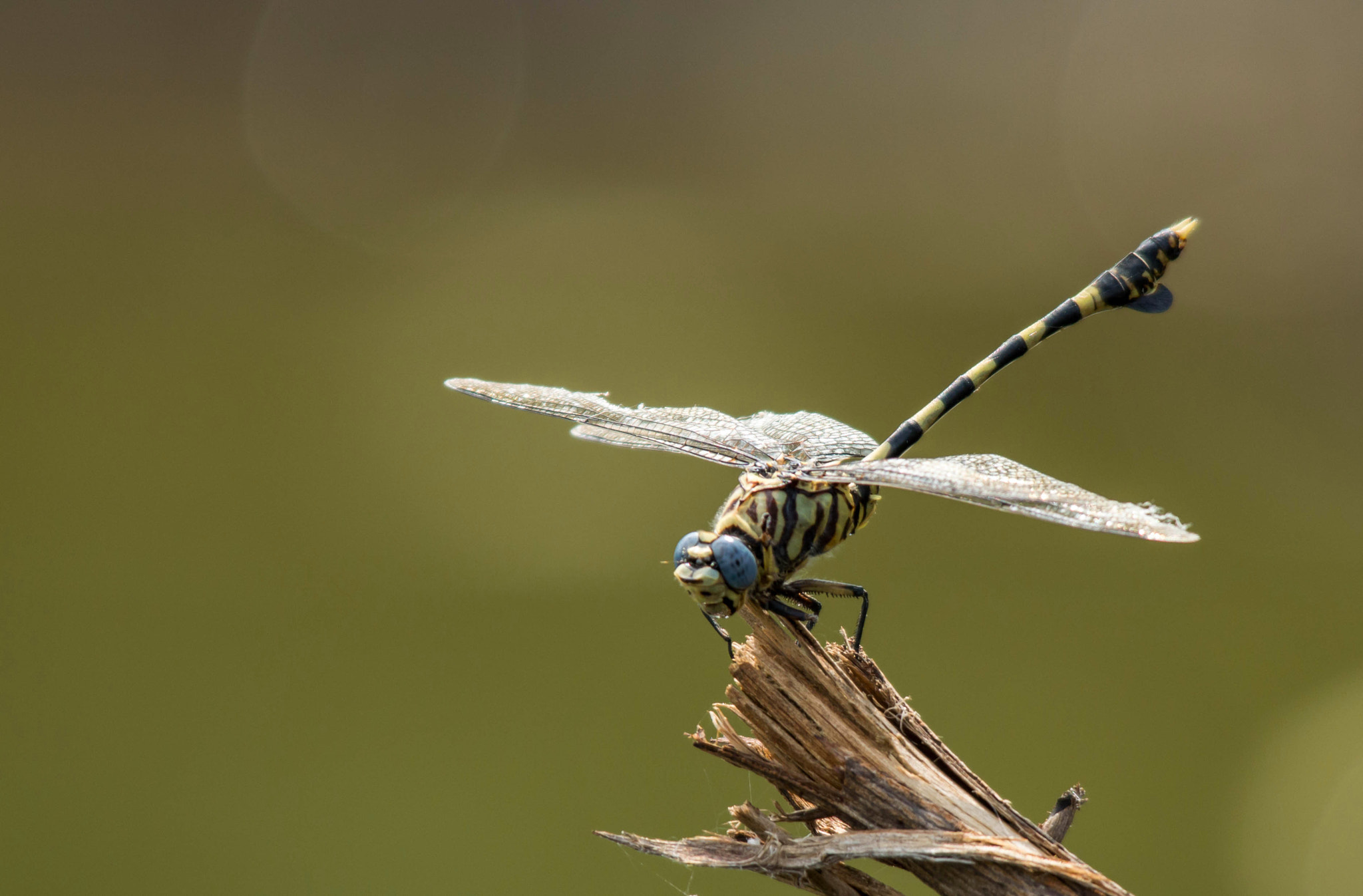 Sigma 150-500mm F5-6.3 DG OS HSM sample photo. Dragonfly photography