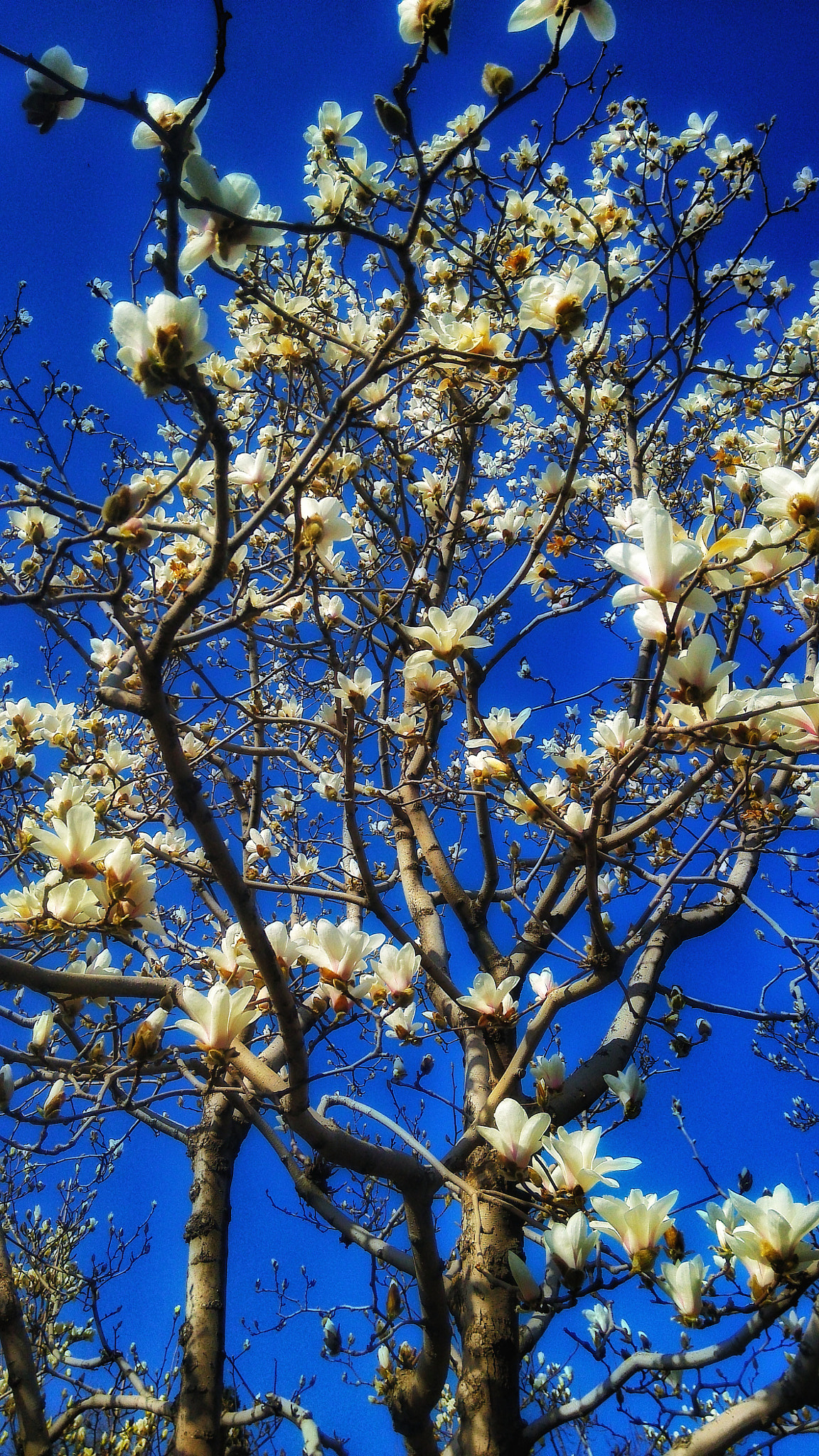 Xiaomi MI3 sample photo