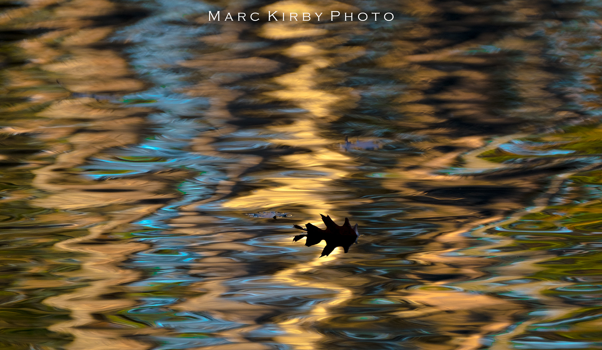 Fujifilm X-T10 + Fujifilm XF 100-400mm F4.5-5.6 R LM OIS WR sample photo. Floating leaf photography