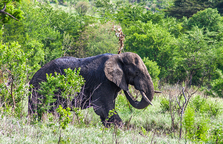 Canon EOS 40D sample photo. Elephant taking a bath photography