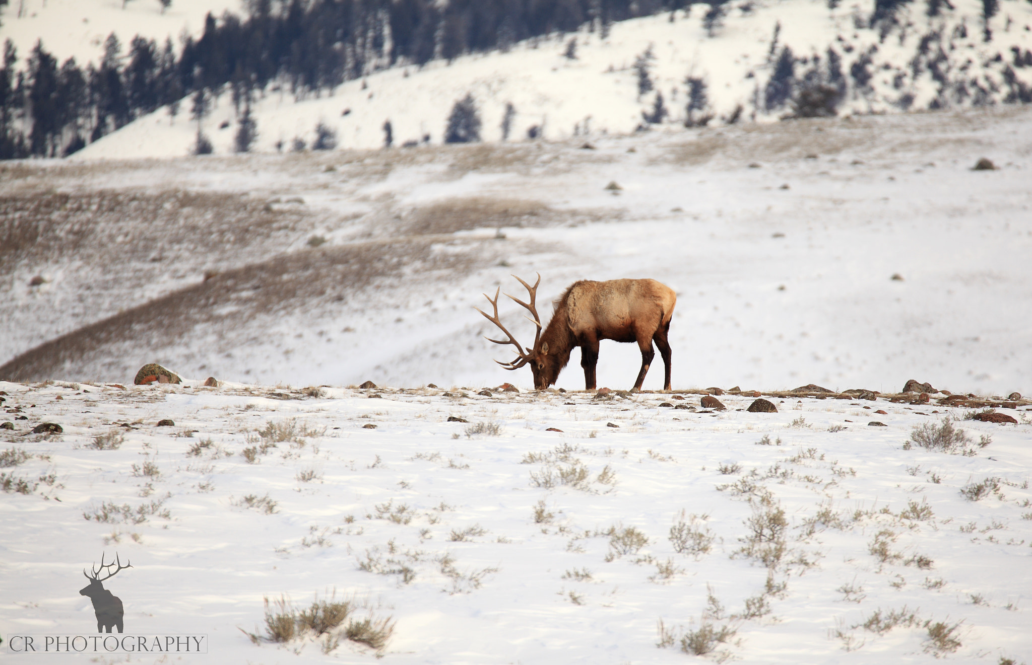 Tamron SP 150-600mm F5-6.3 Di VC USD sample photo. Bull elk in yellowstone photography