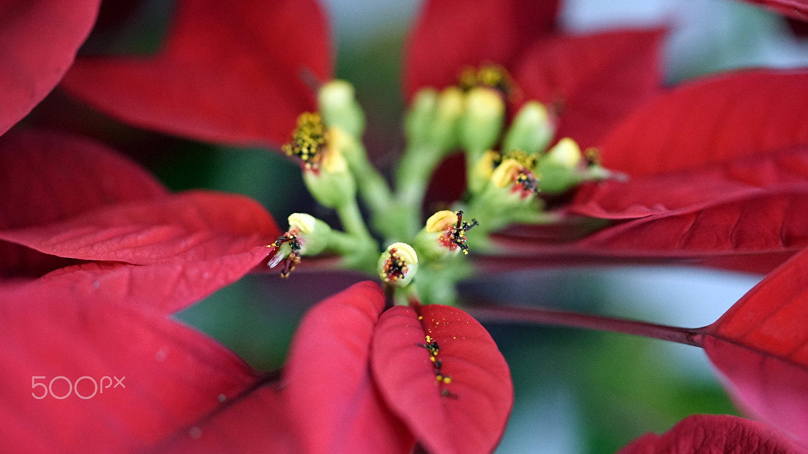 Sony a7S II + Sony FE 90mm F2.8 Macro G OSS sample photo. Hasta la vista photography