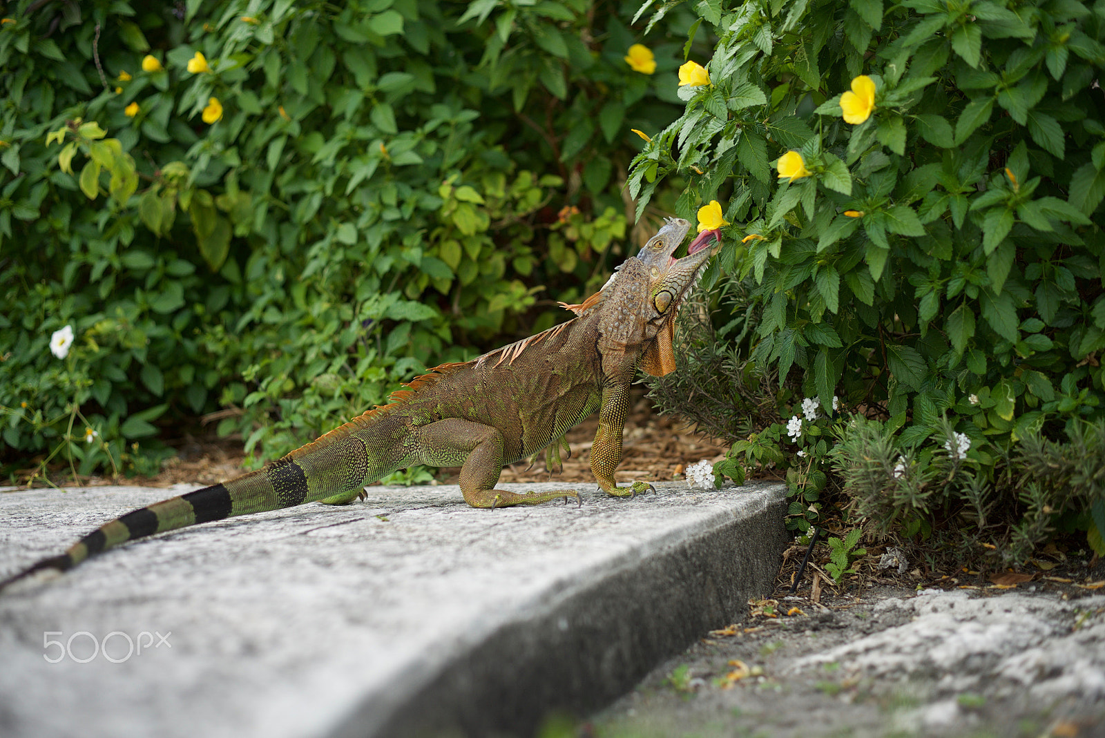 Sony a7S II + Sony 70-400mm F4-5.6 G SSM sample photo. Hungry photography