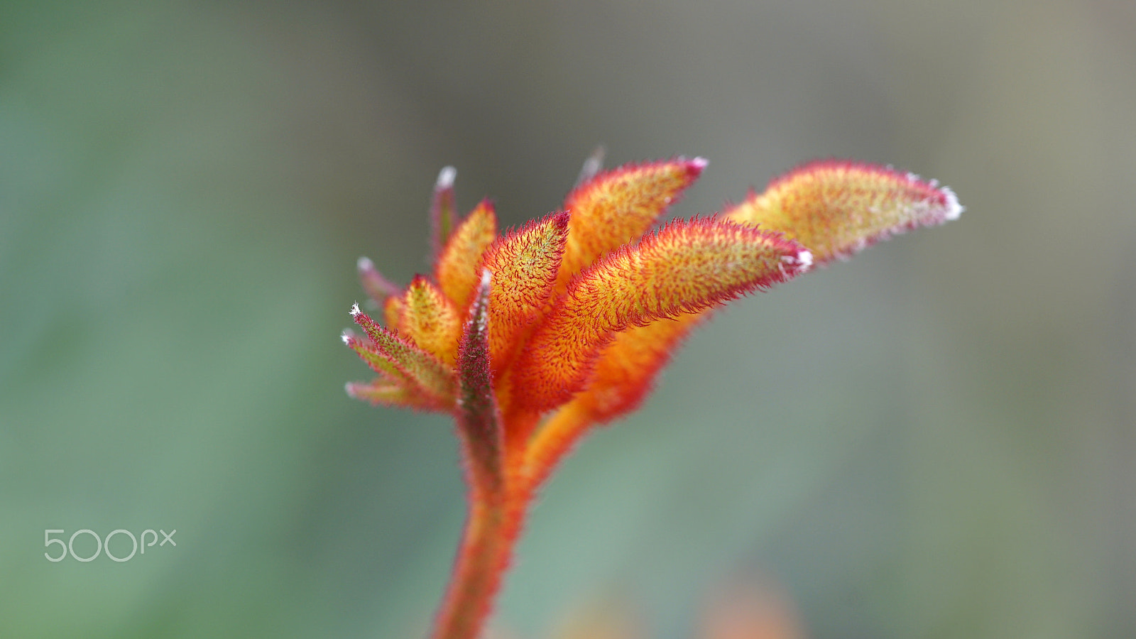 Sony a7S II + Sony FE 90mm F2.8 Macro G OSS sample photo. Elmo photography