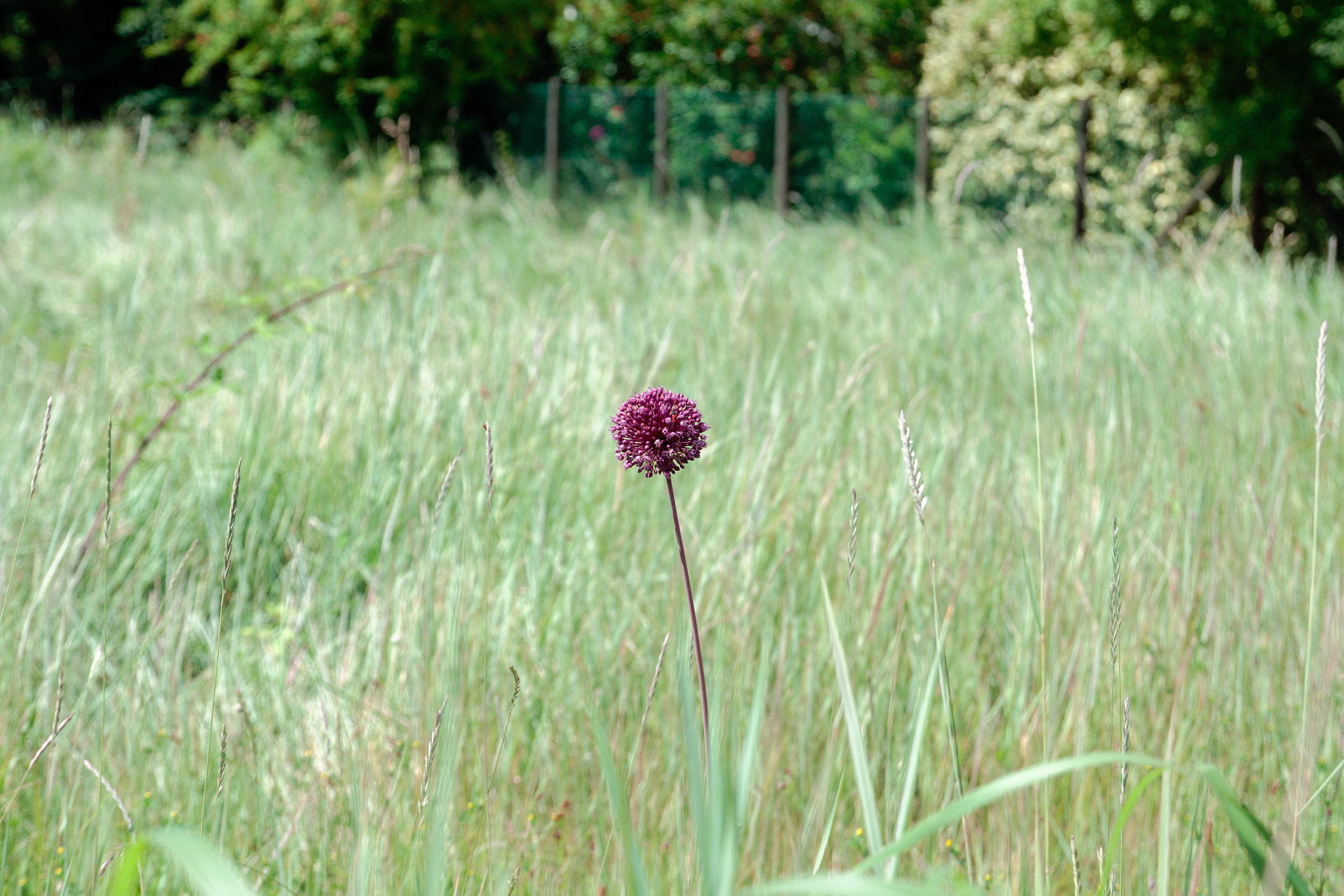 Canon EOS 50D sample photo. Purple bulb photography