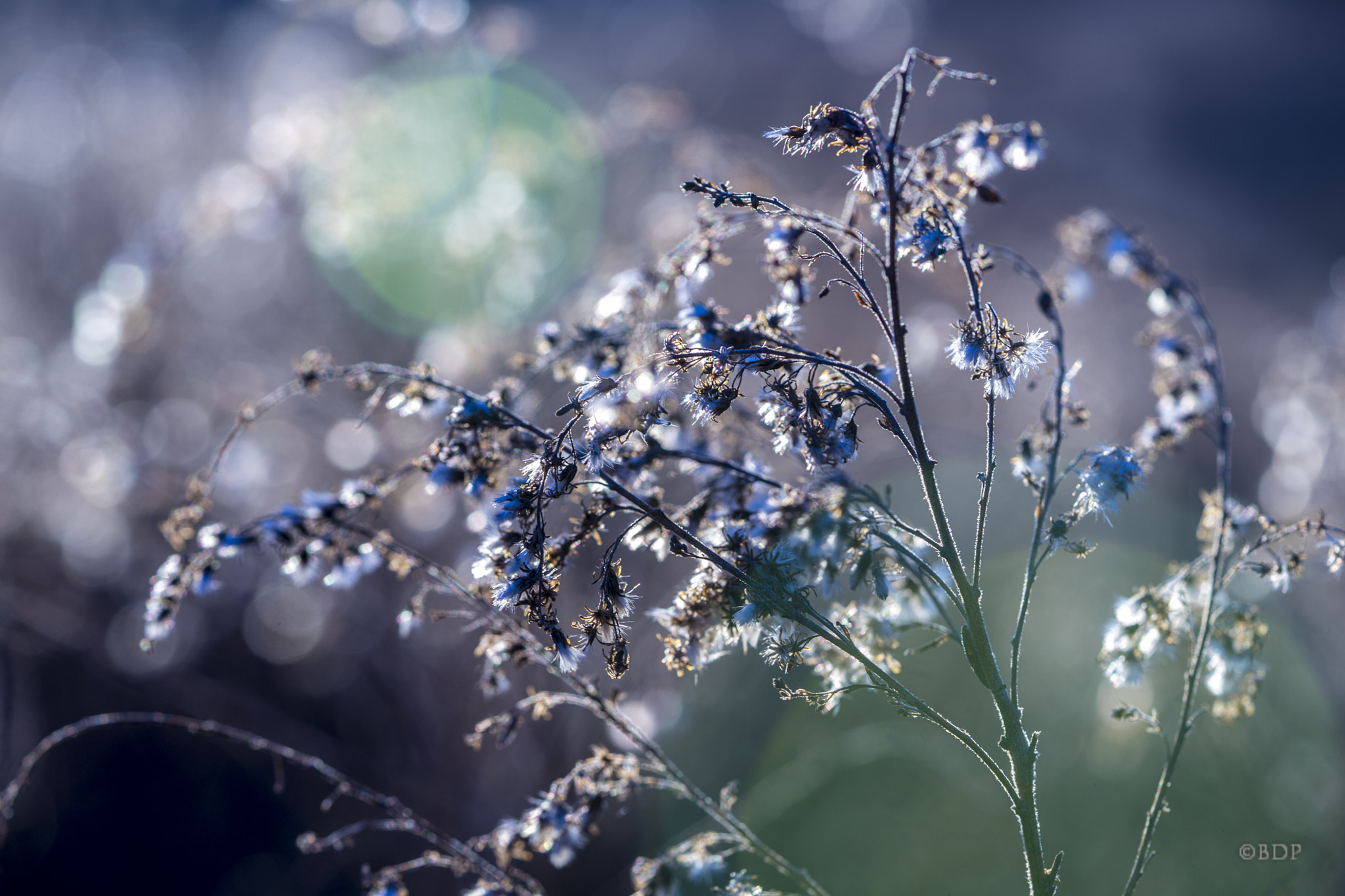 Sony a7 + Sony FE 90mm F2.8 Macro G OSS sample photo