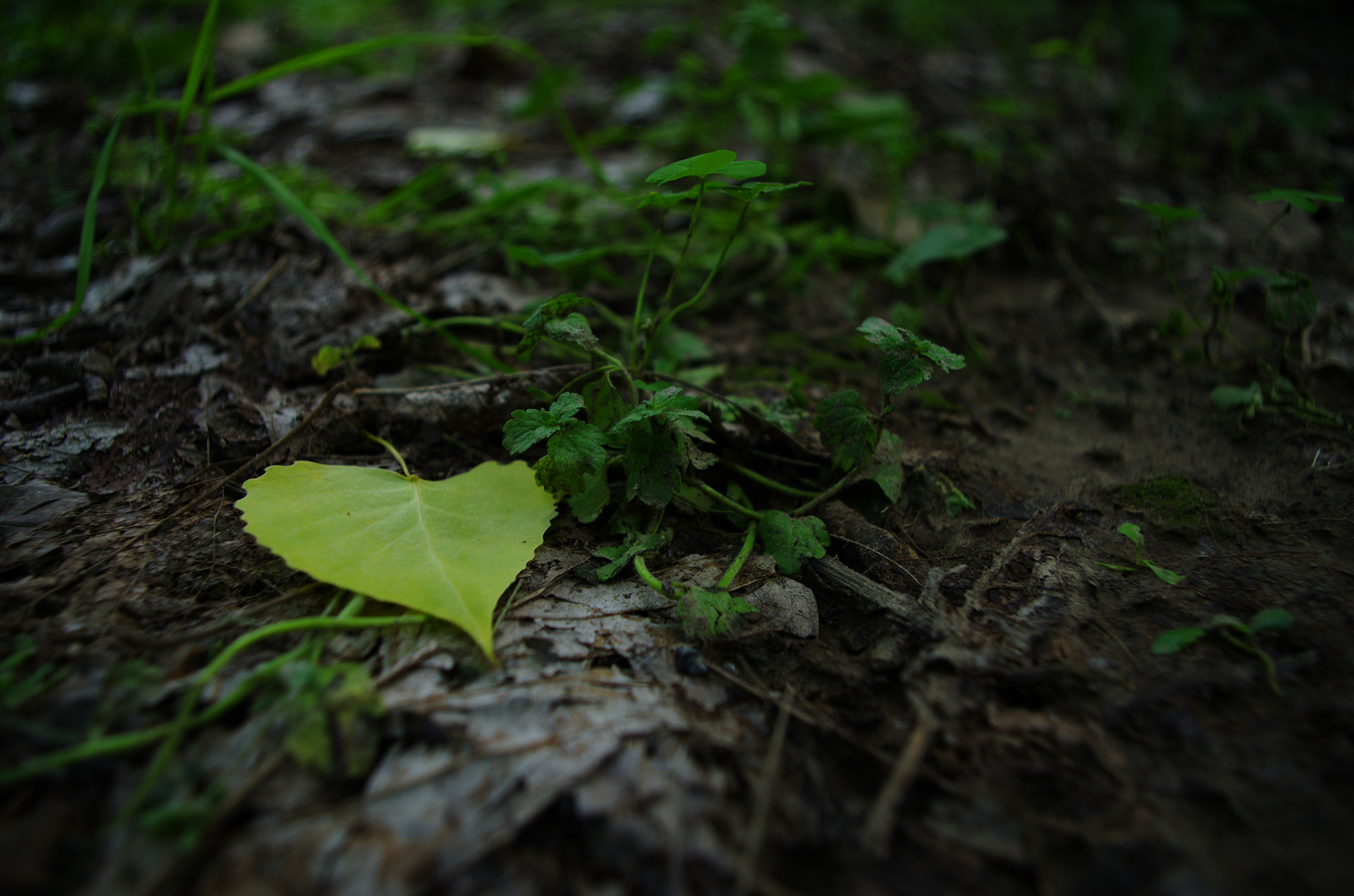 Pentax smc DA 18-55mm F3.5-5.6 AL WR sample photo. Untitled photography