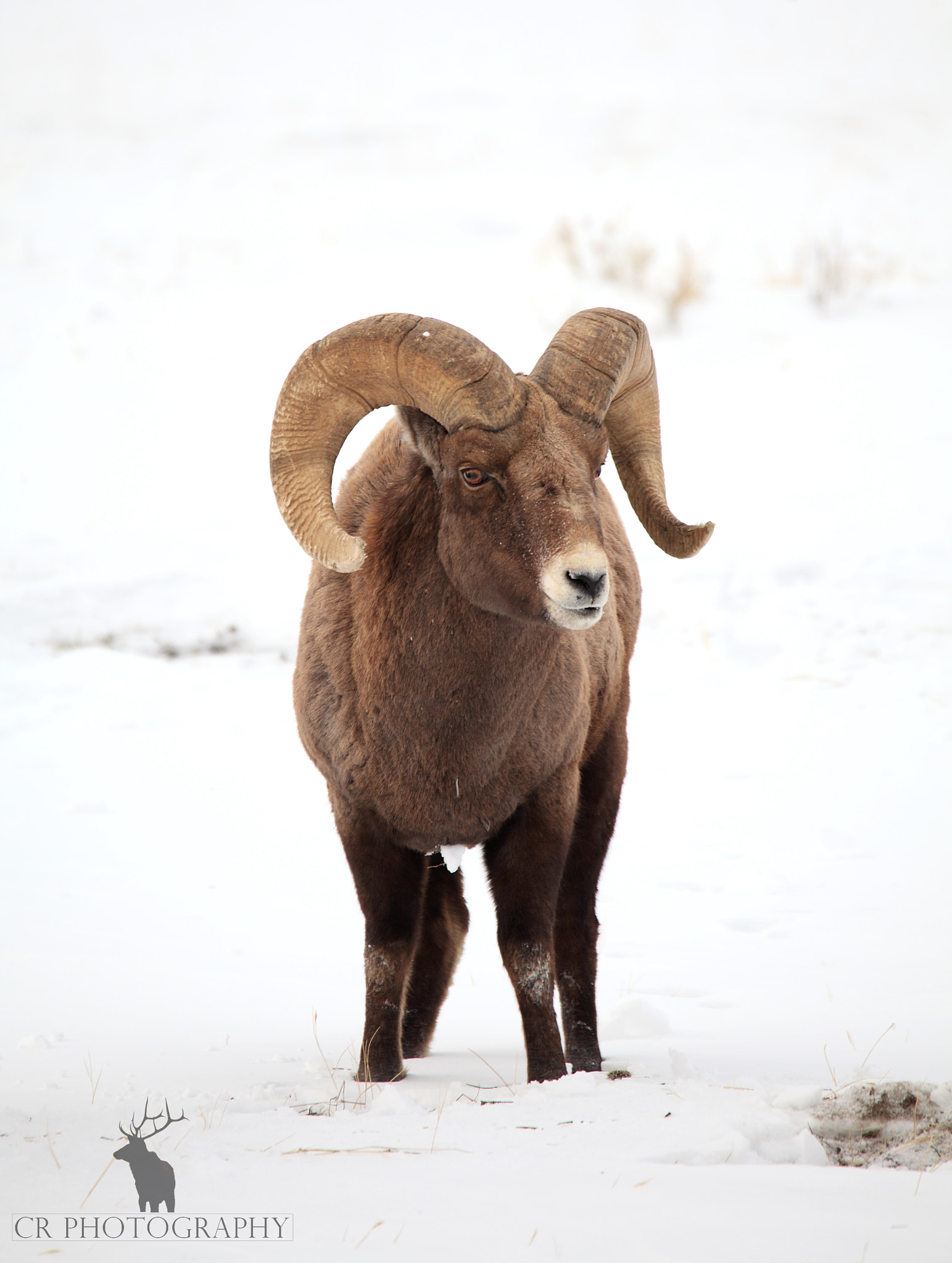 Tamron SP 150-600mm F5-6.3 Di VC USD sample photo. Bighorn ram in gardiner, mt photography