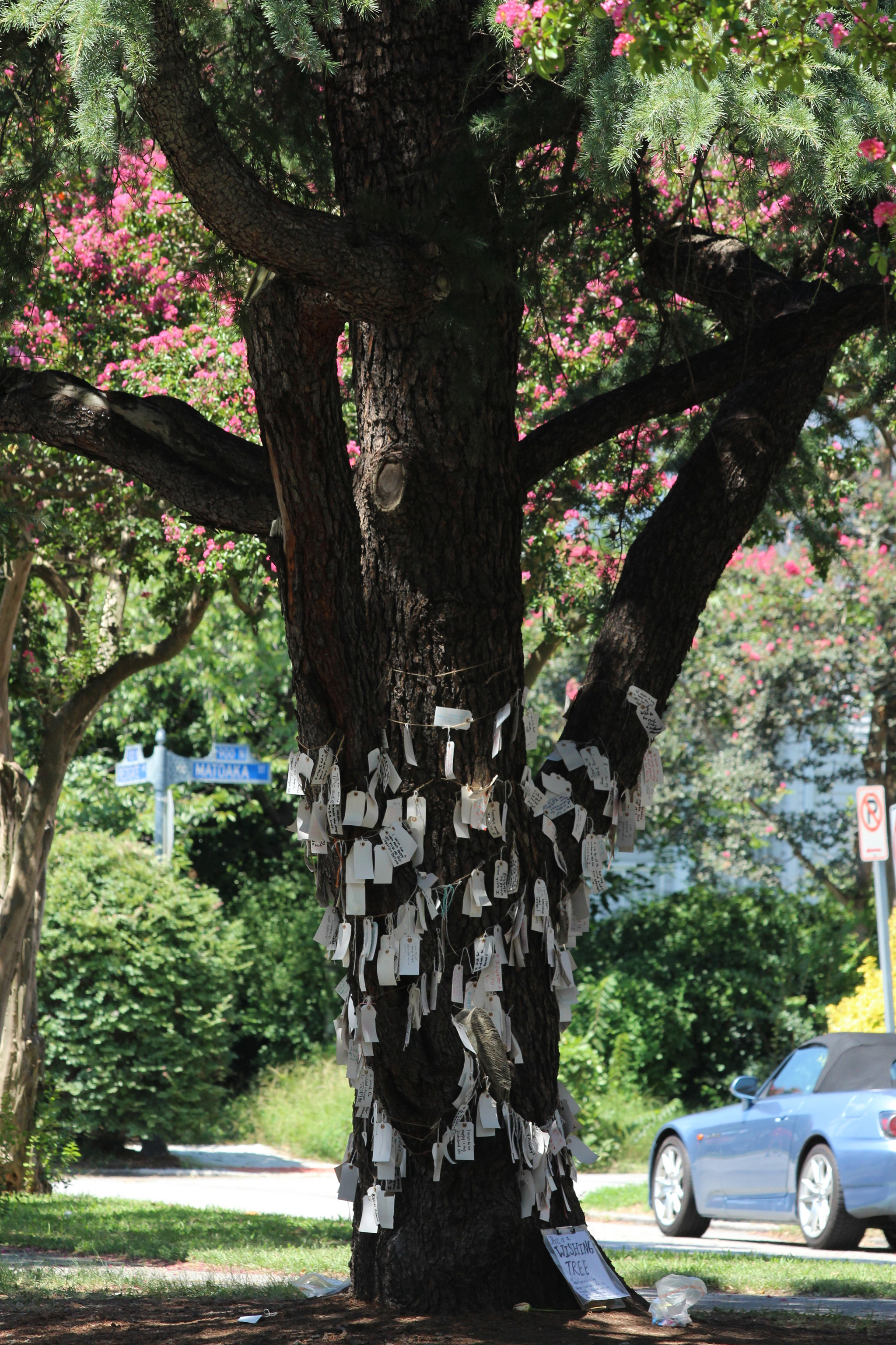 Canon EF 70-300mm F4-5.6 IS USM sample photo. Wishing tree photography