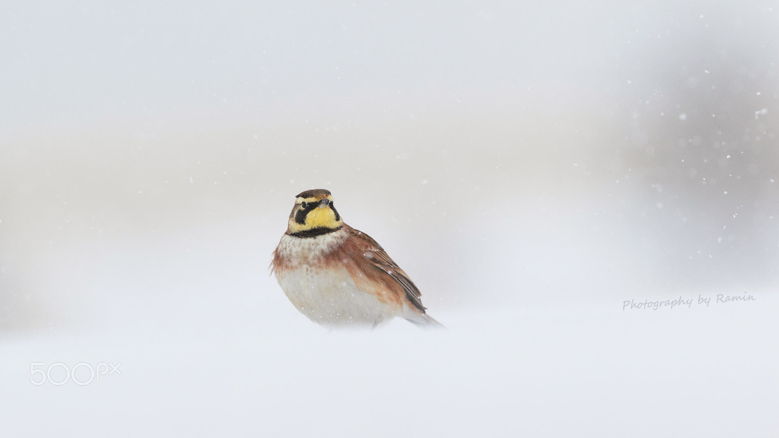 Canon EF 500mm F4L IS II USM sample photo. Horned lark photography