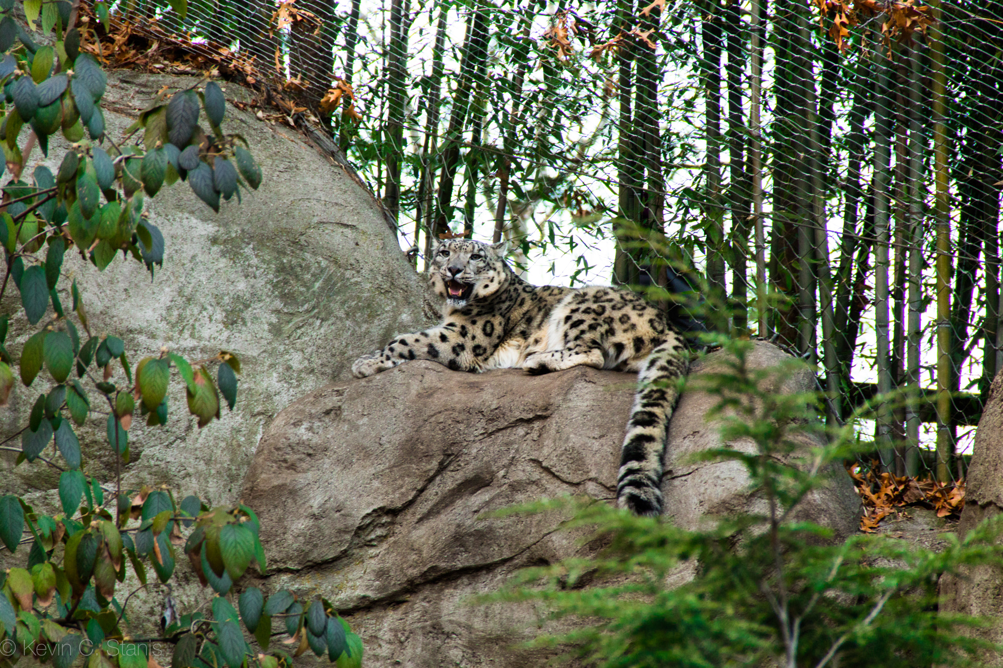 Canon EOS M3 sample photo. Snow leopard photography