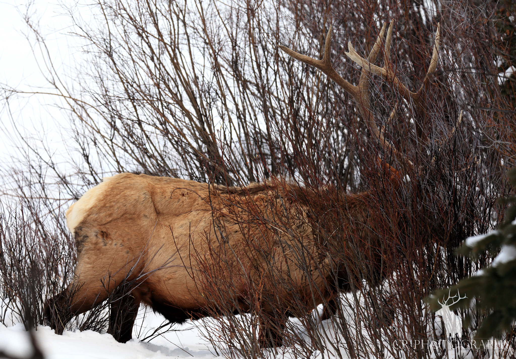 Tamron SP 150-600mm F5-6.3 Di VC USD sample photo. Bull elk in the willows photography