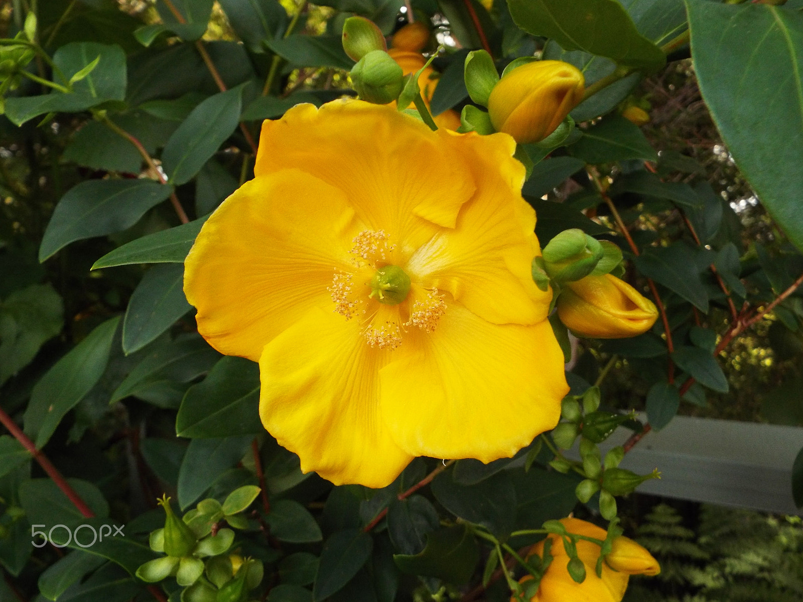 Fujifilm FinePix S8400W sample photo. Yellow flower photography