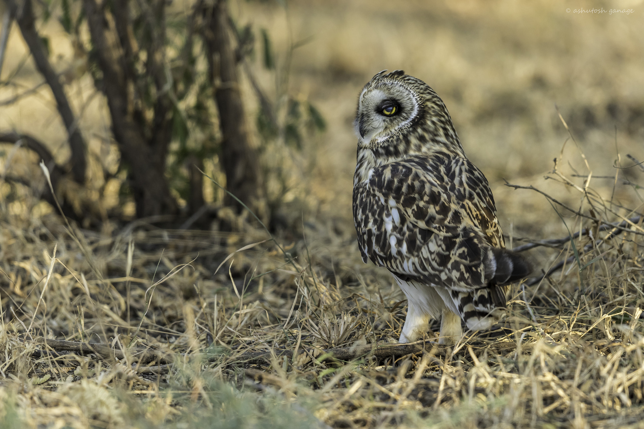 Canon EF 500mm F4L IS II USM sample photo. Shot ear owl photography