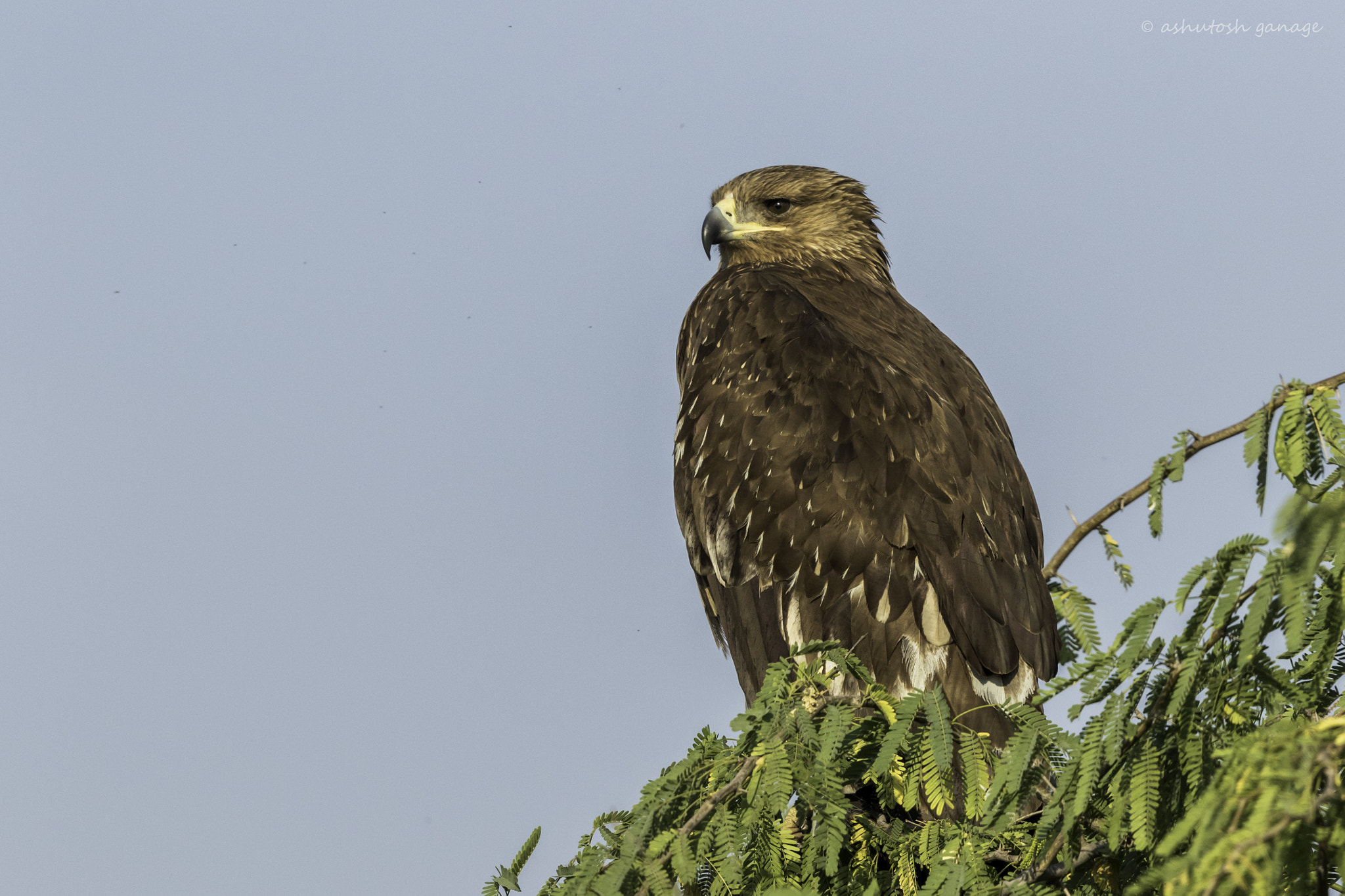 Canon EF 500mm F4L IS II USM sample photo. Eastern imperial eagle photography