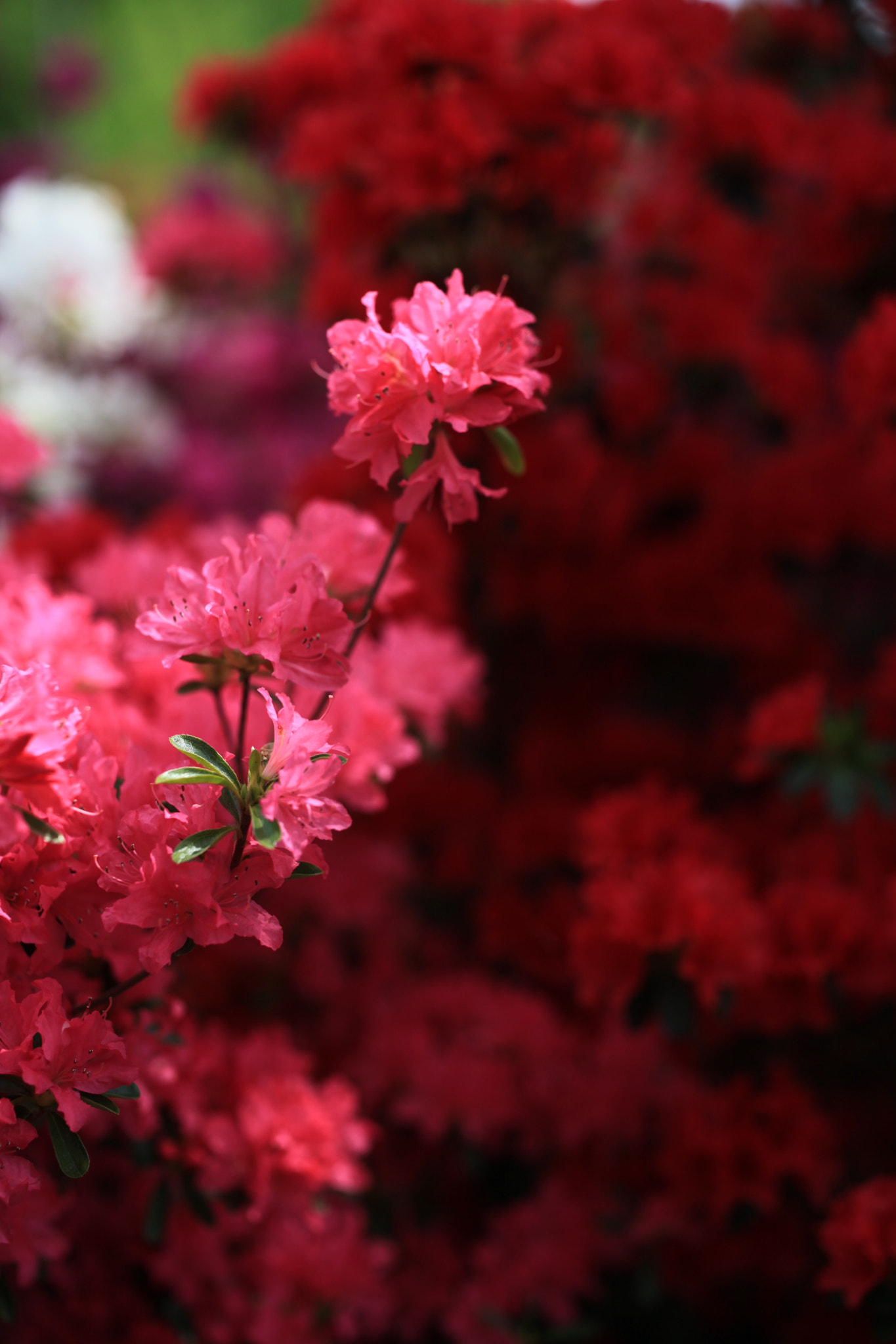 ZEISS Otus 55mm F1.4 sample photo. Flower. photography