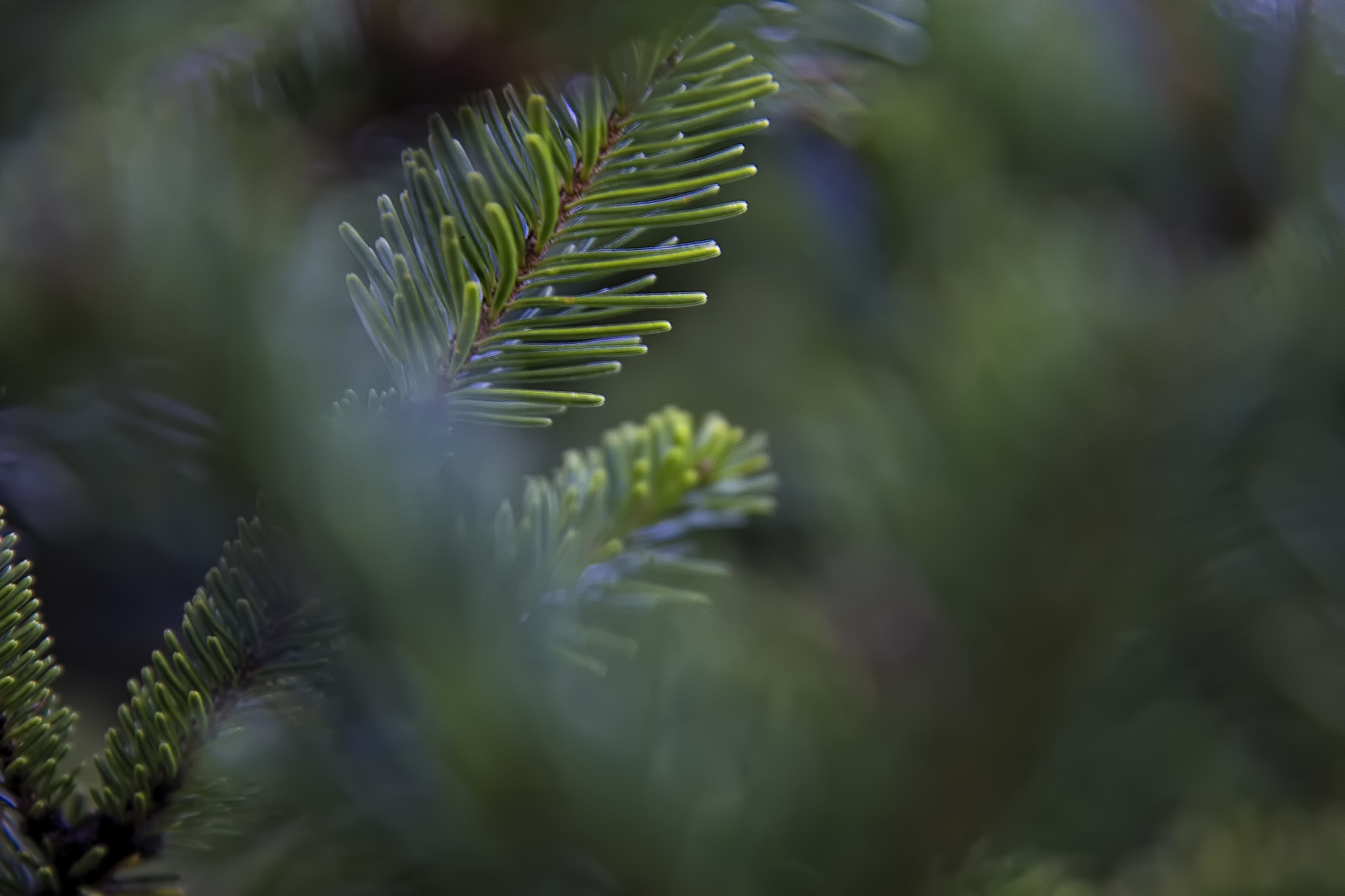 Canon EF 24-70mm F2.8L II USM sample photo. Pine photography