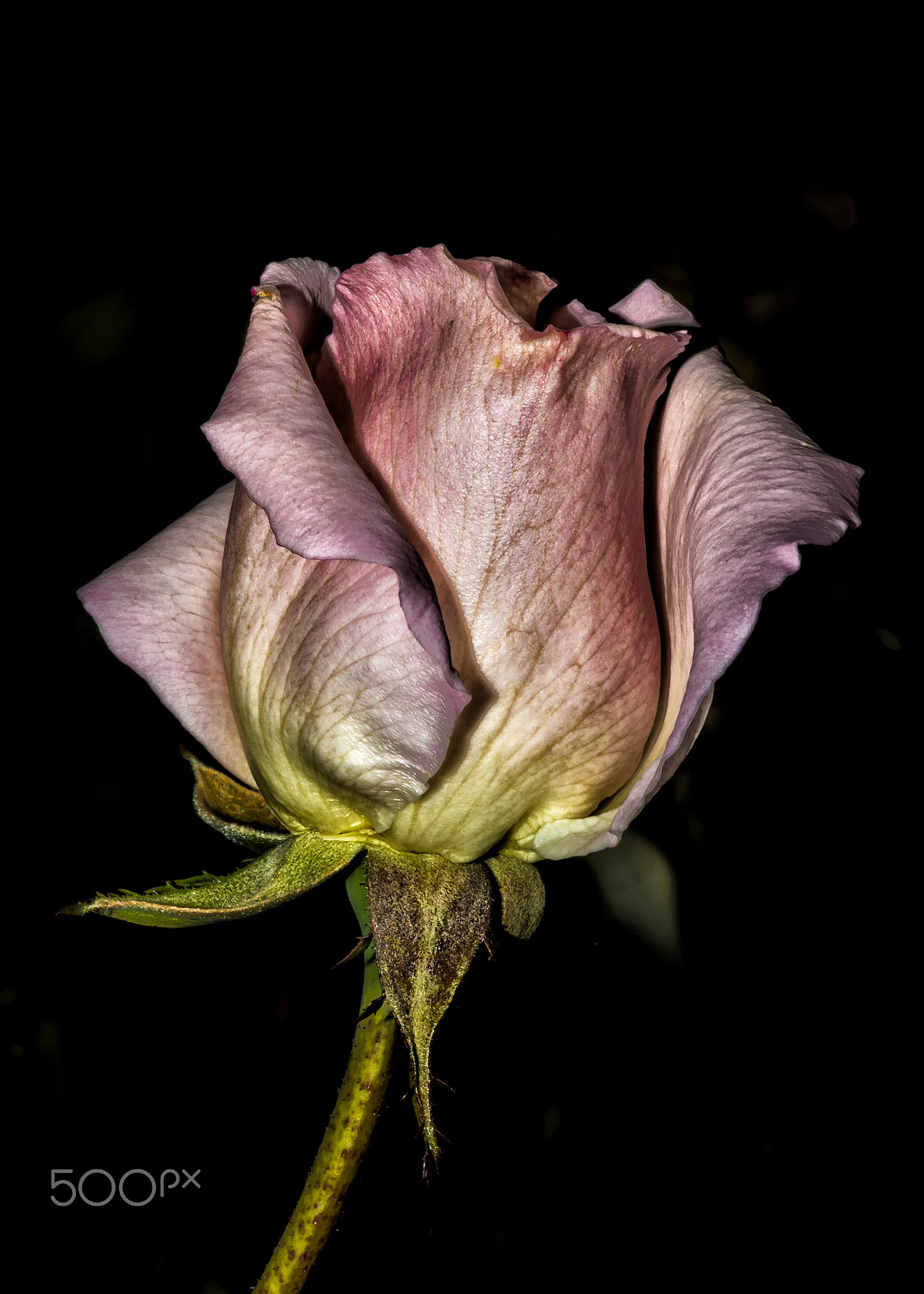 Canon EF 180mm F3.5L Macro USM sample photo. Rose closeup photography