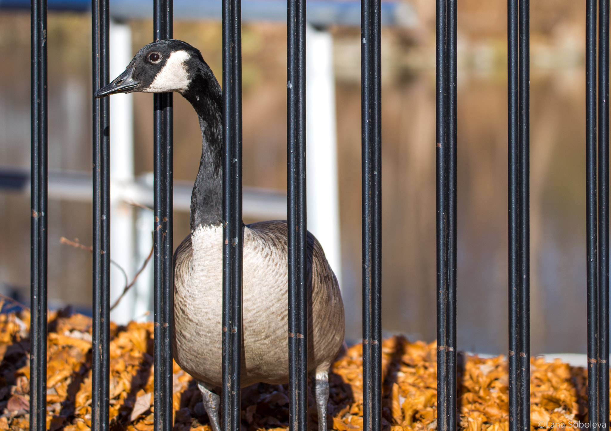 150-600mm F5-6.3 DG OS HSM | Contemporary 015 sample photo. Curious goose photography