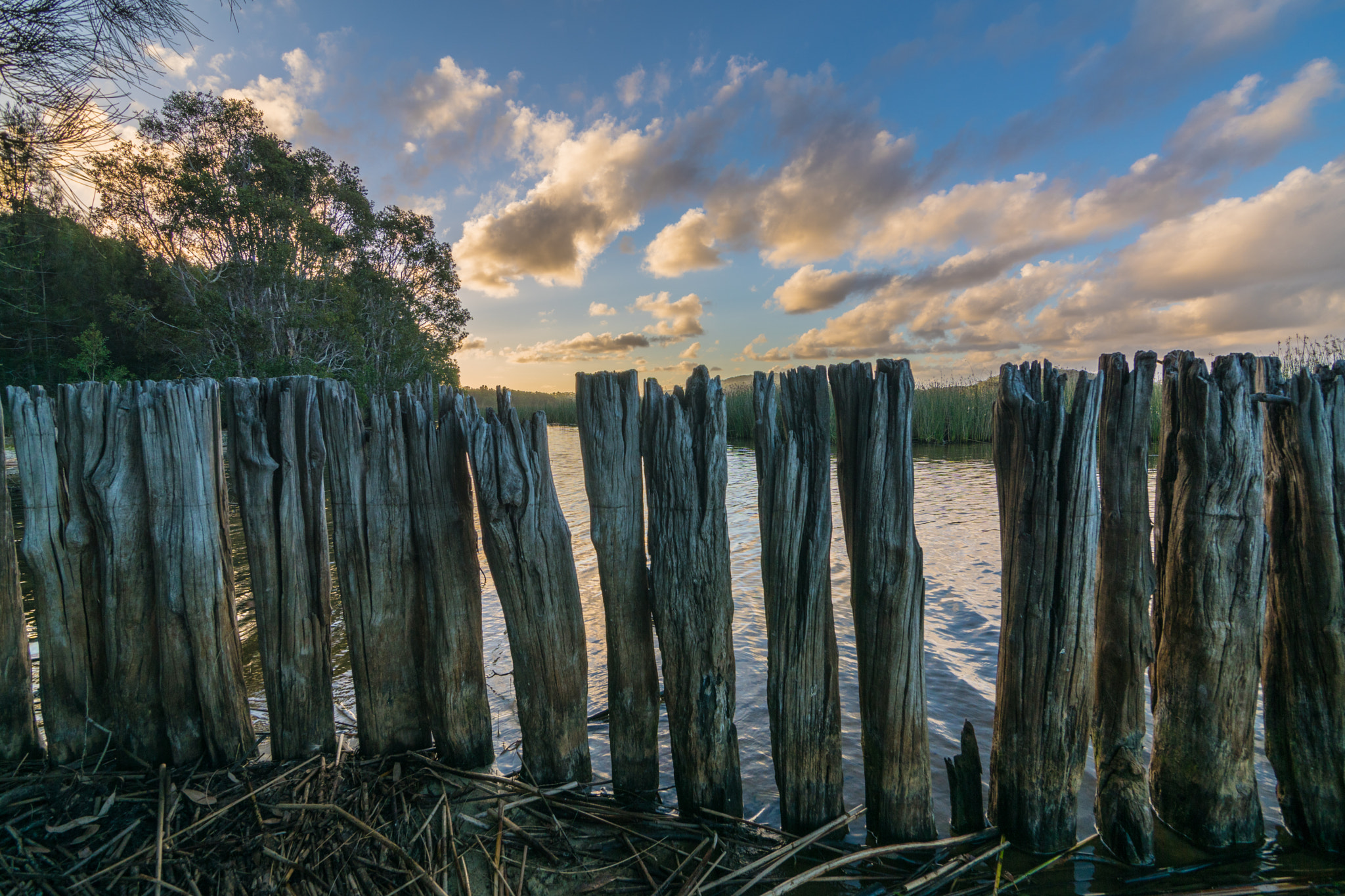 Sony ILCA-77M2 sample photo. Wood in the lake photography