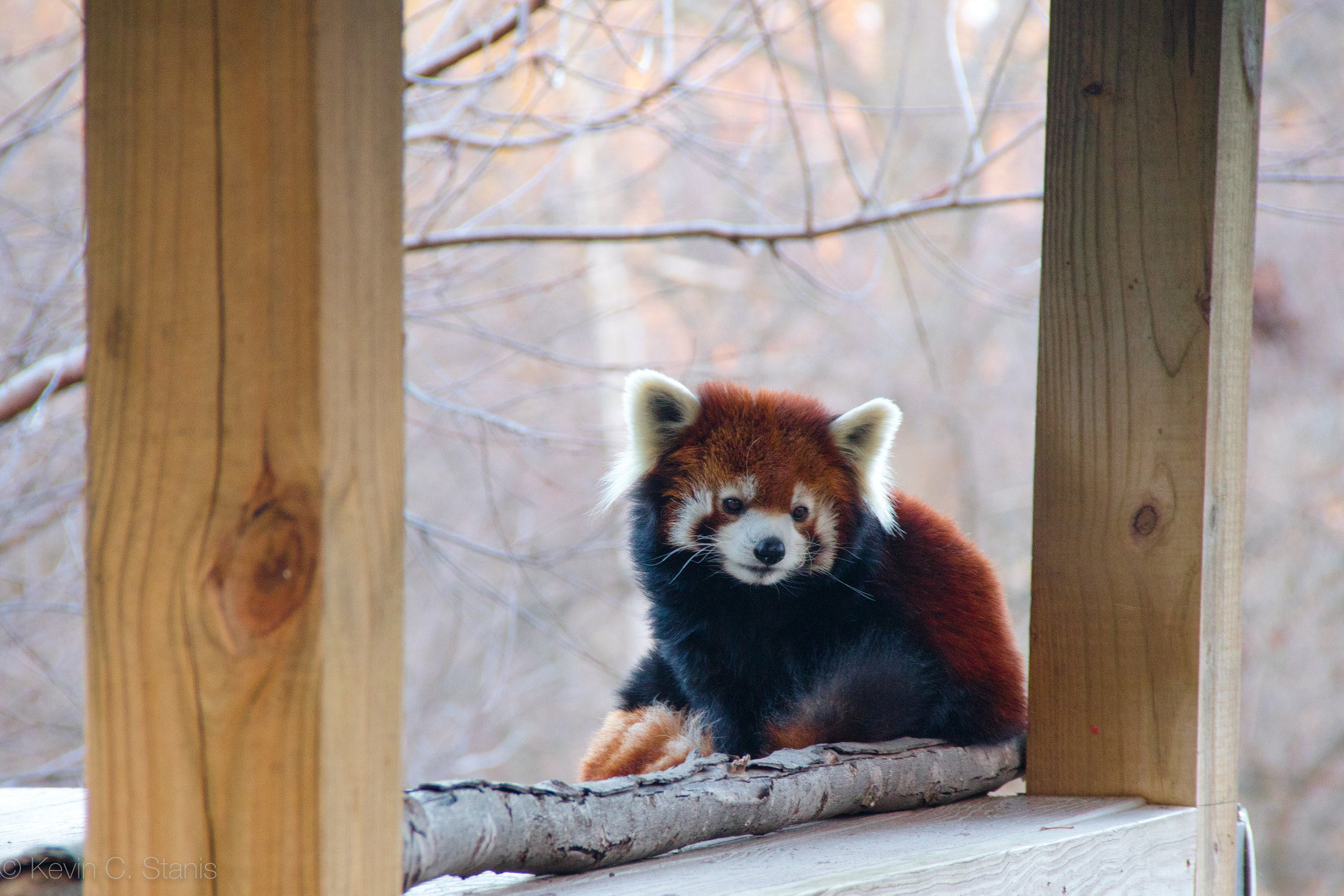 Canon EOS M3 + Canon EF-S 18-135mm F3.5-5.6 IS sample photo. Red panda photography