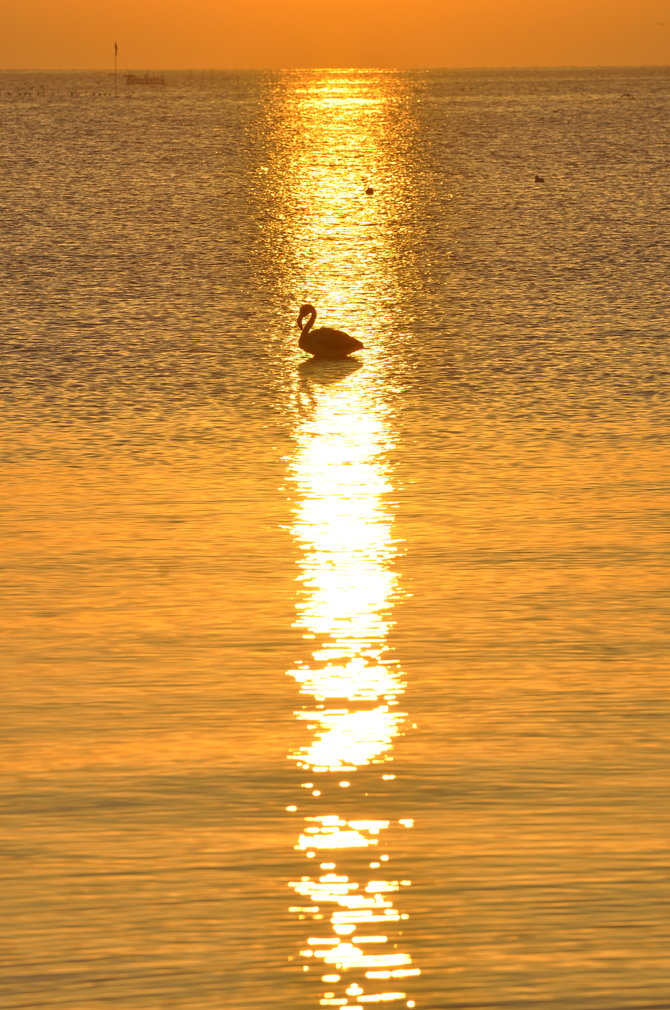 Sigma 70-200mm F2.8 EX DG OS HSM sample photo. Golden flamingo photography