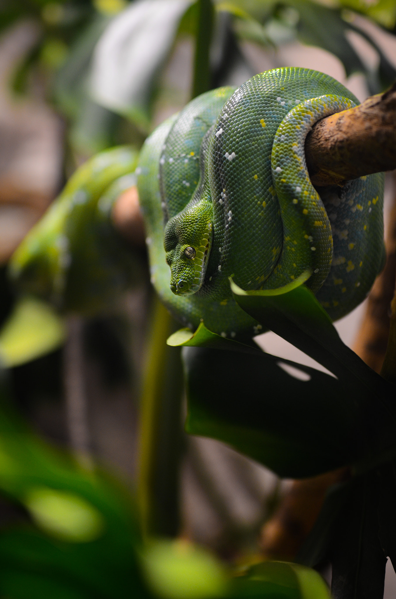 Nikon D7000 + Sigma 50mm F1.4 DG HSM Art sample photo. All coiled up photography