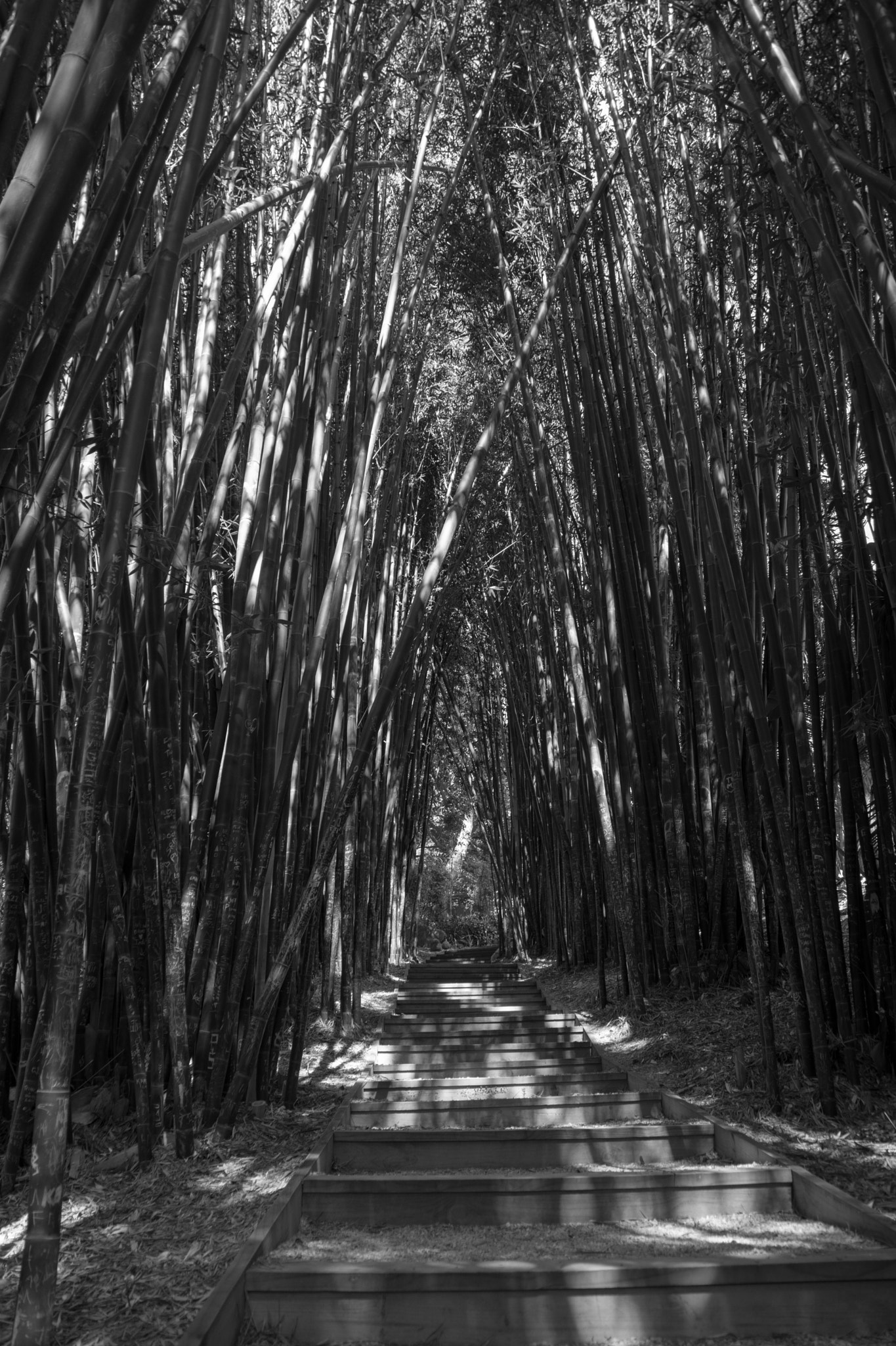 Sony DT 18-135mm F3.5-5.6 SAM sample photo. Bamboo alley photography