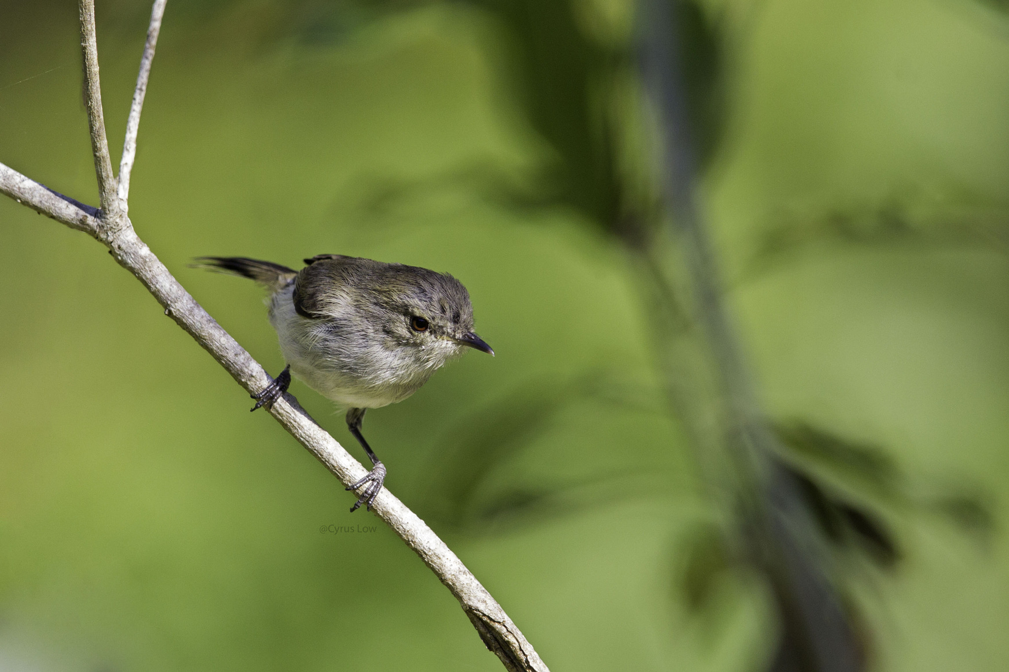 Canon EF 600mm F4L IS II USM sample photo. Grey warbler photography