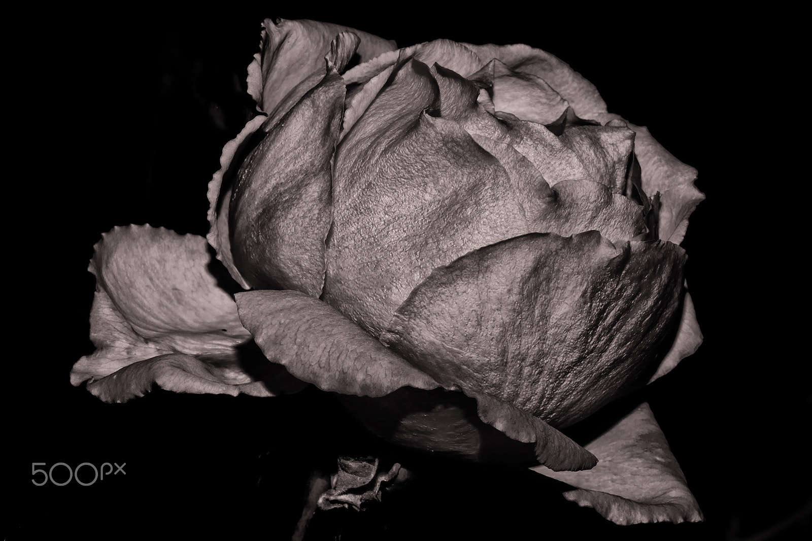Canon EF 180mm F3.5L Macro USM sample photo. Rose closeup photography