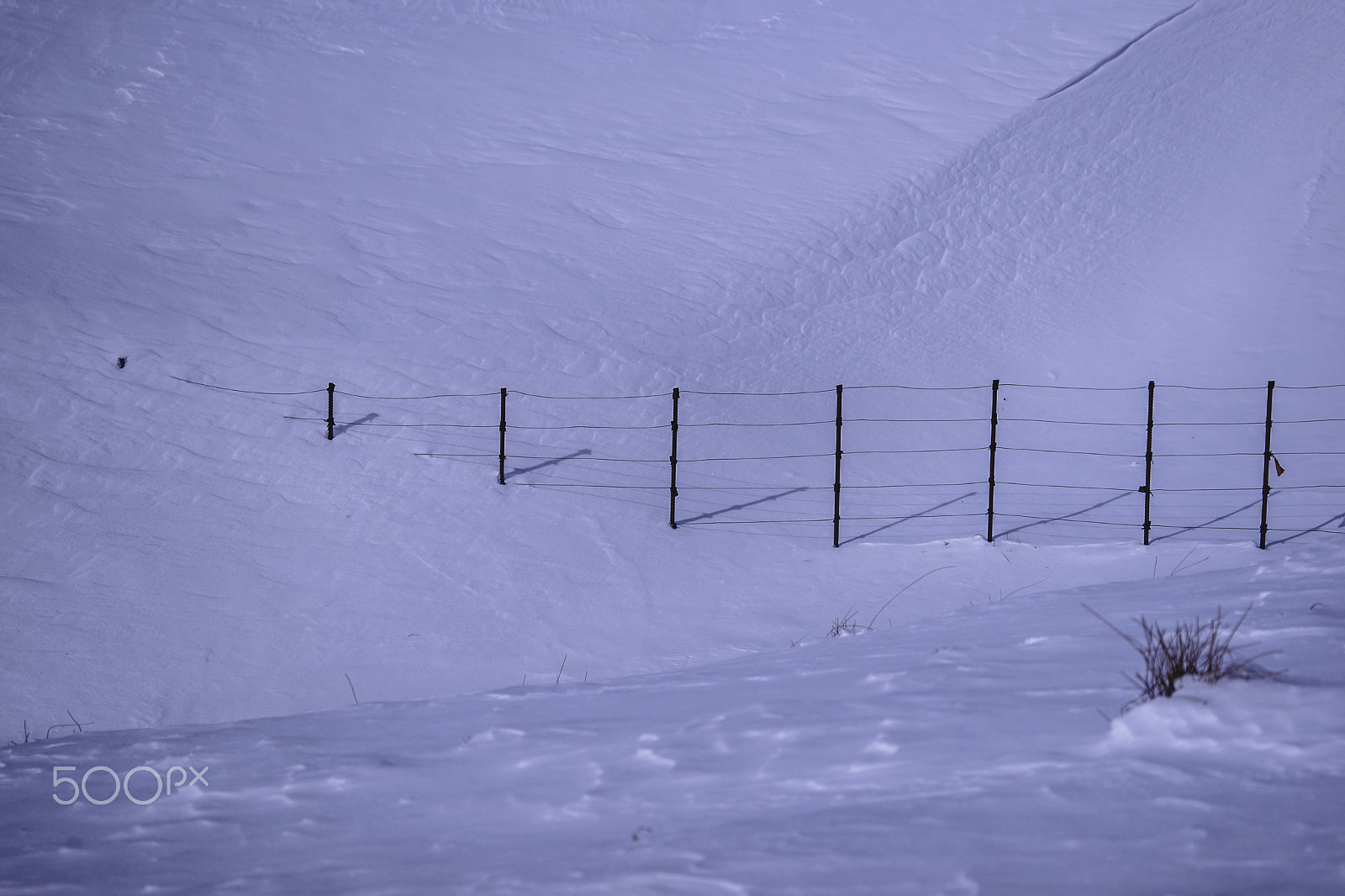 Sony 70-300mm F4.5-5.6 G SSM sample photo. Fence photography
