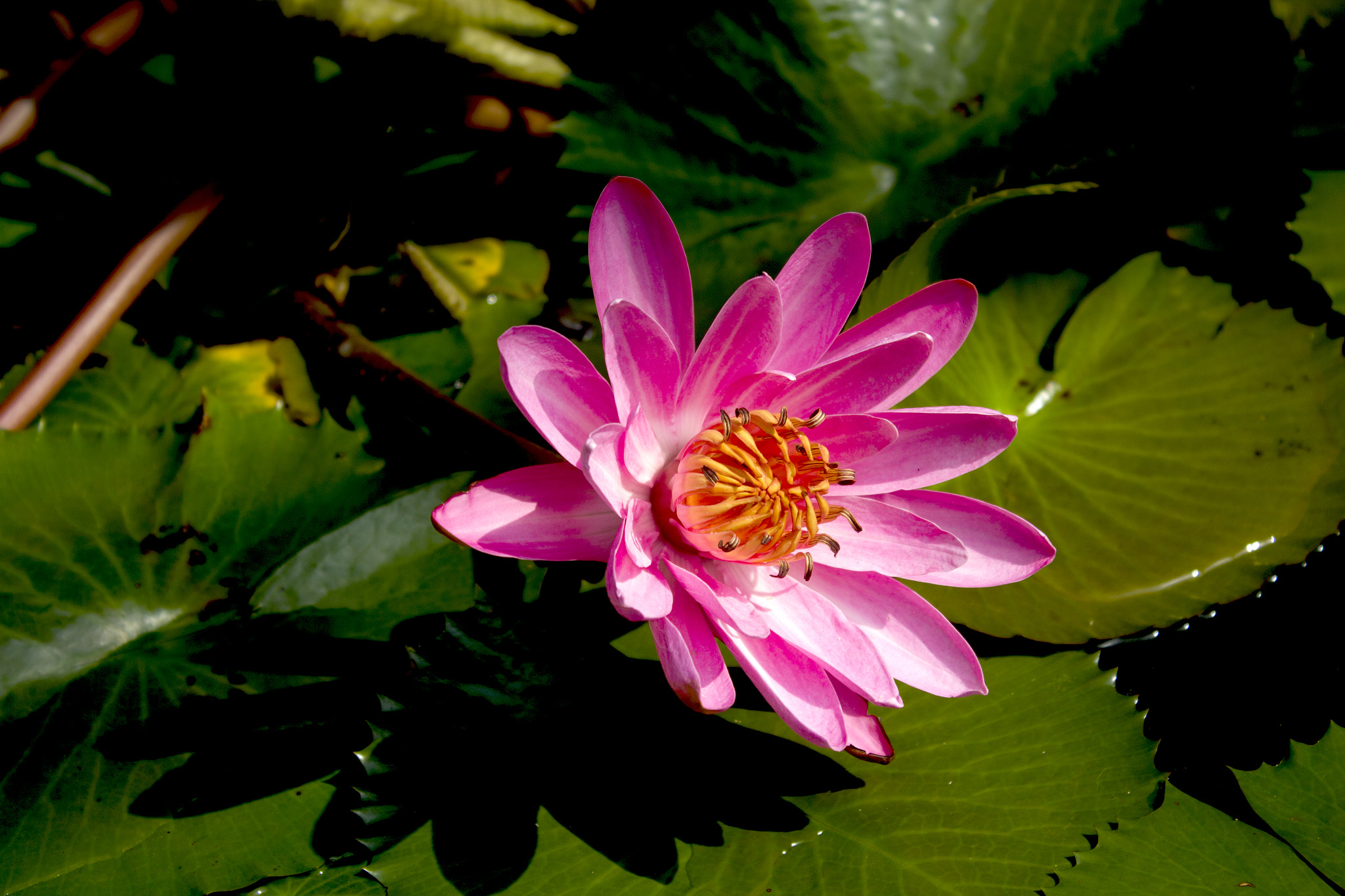 Canon EOS 550D (EOS Rebel T2i / EOS Kiss X4) sample photo. Nymphaeaceae.. photography