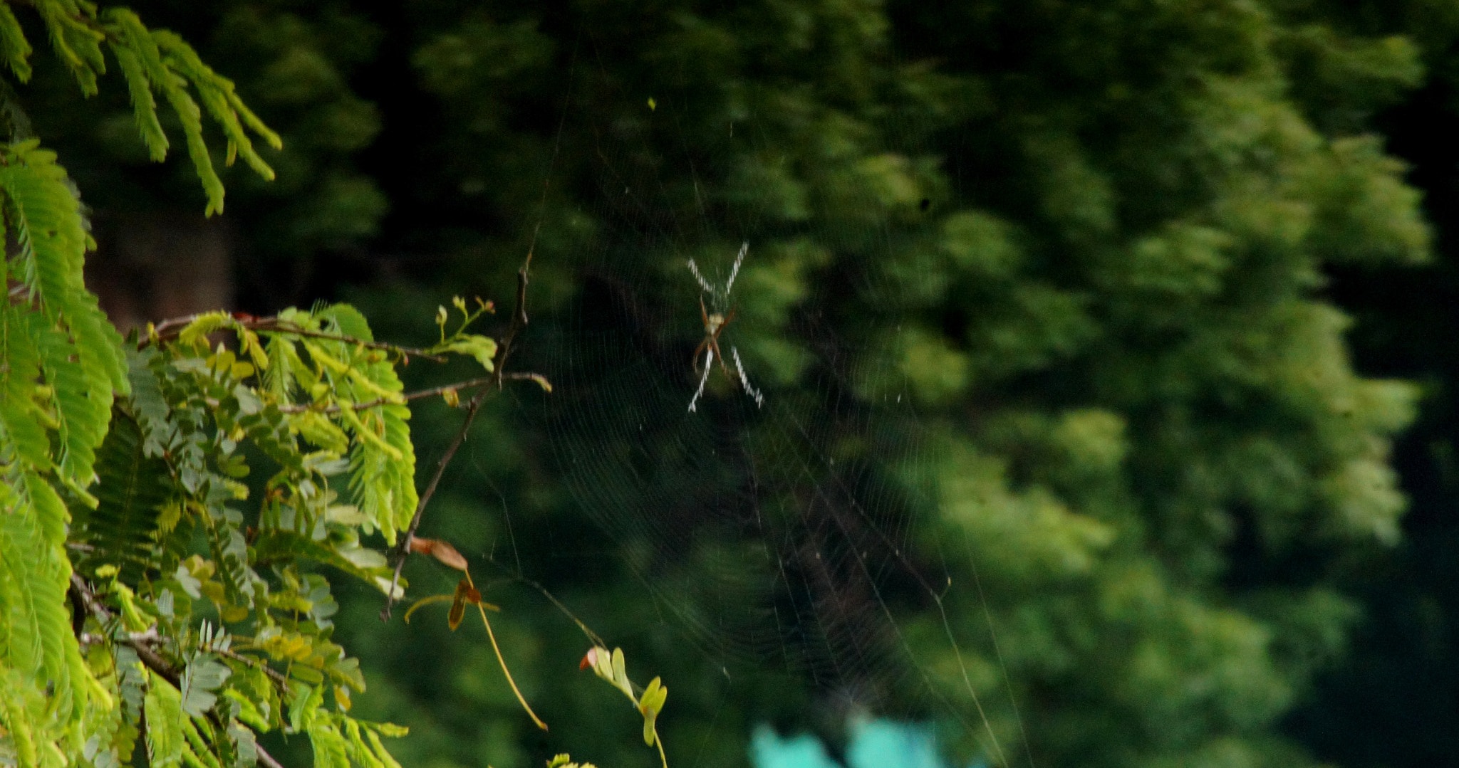 Sony SLT-A35 sample photo. Along came a spider  photography