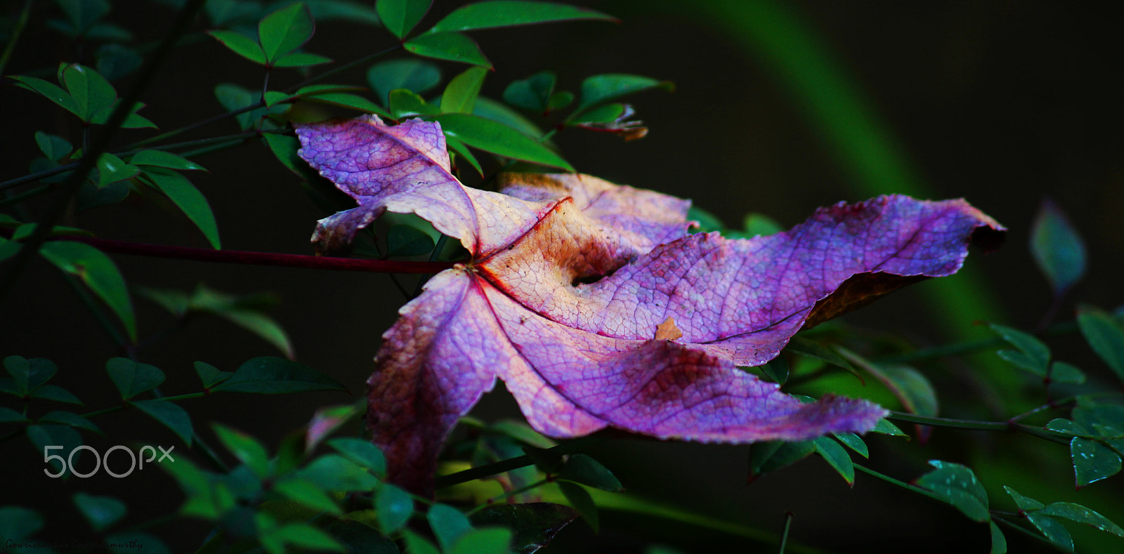 Canon EF-S 55-250mm F4-5.6 IS sample photo. Unique of a kind photography