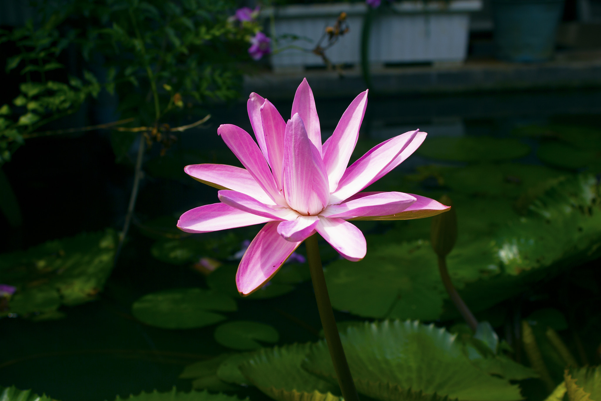 Canon EOS 550D (EOS Rebel T2i / EOS Kiss X4) sample photo. Nymphaea caerulea photography