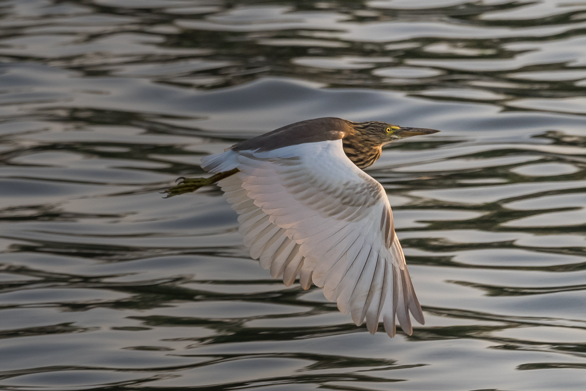Olympus OM-D E-M1 + Olympus M.Zuiko Digital ED 40-150mm F2.8 Pro sample photo. Indian pond heron at sunset. photography